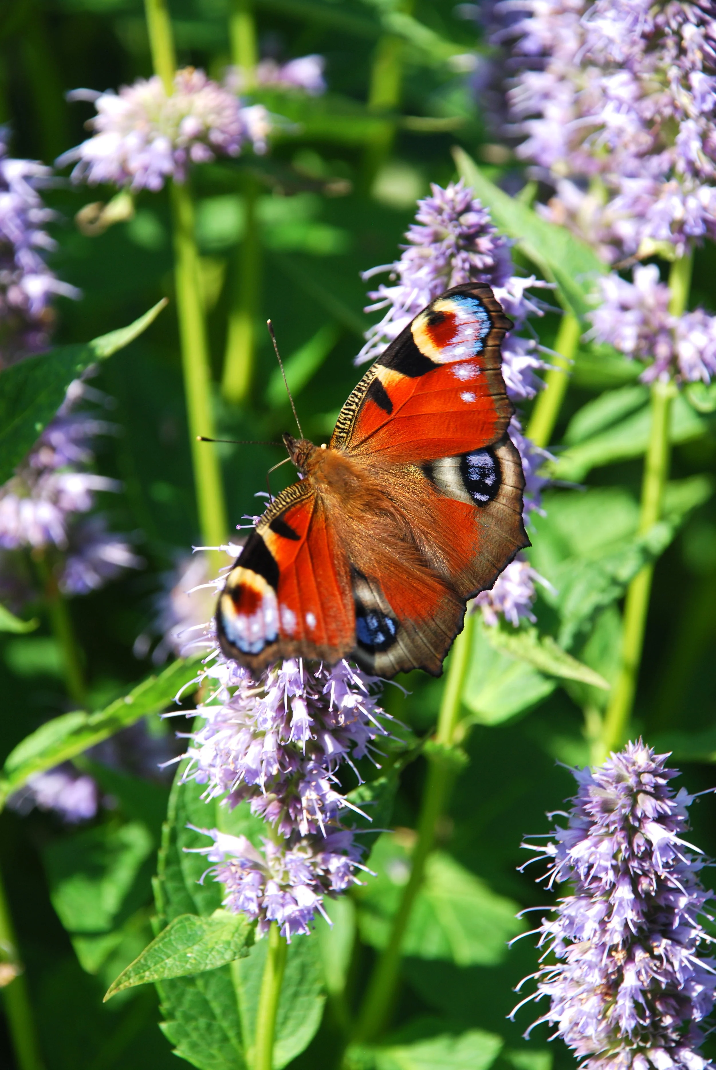   pauwoog  / peacock butterfly /  Inachis Io    dropplant  / hyssop  / Agastache  