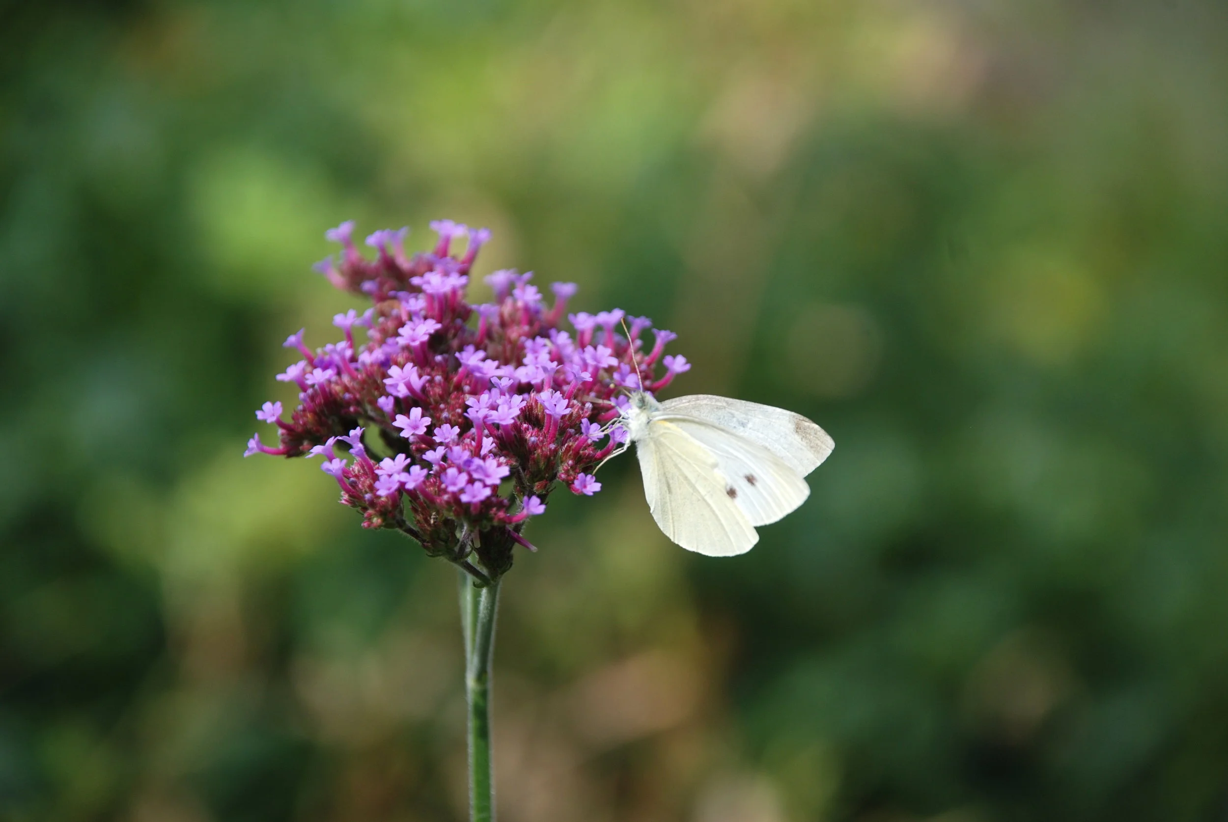   klein koolwitje  / small cabbage white /  Artogeia rapae     verbena    / verbena /Verbena bonariensis  
