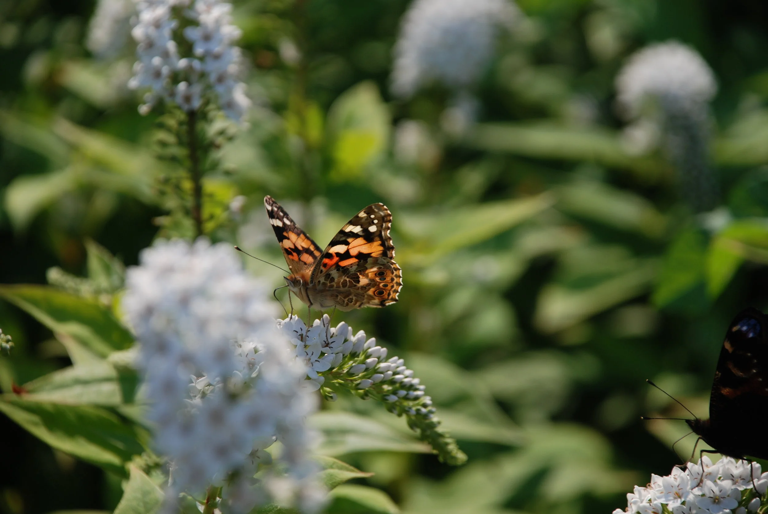   distelvlinder  / painted lady /  Vanessa cardui    wederik  / gooseneck loosestrife  / Lysimachia cltheorides  