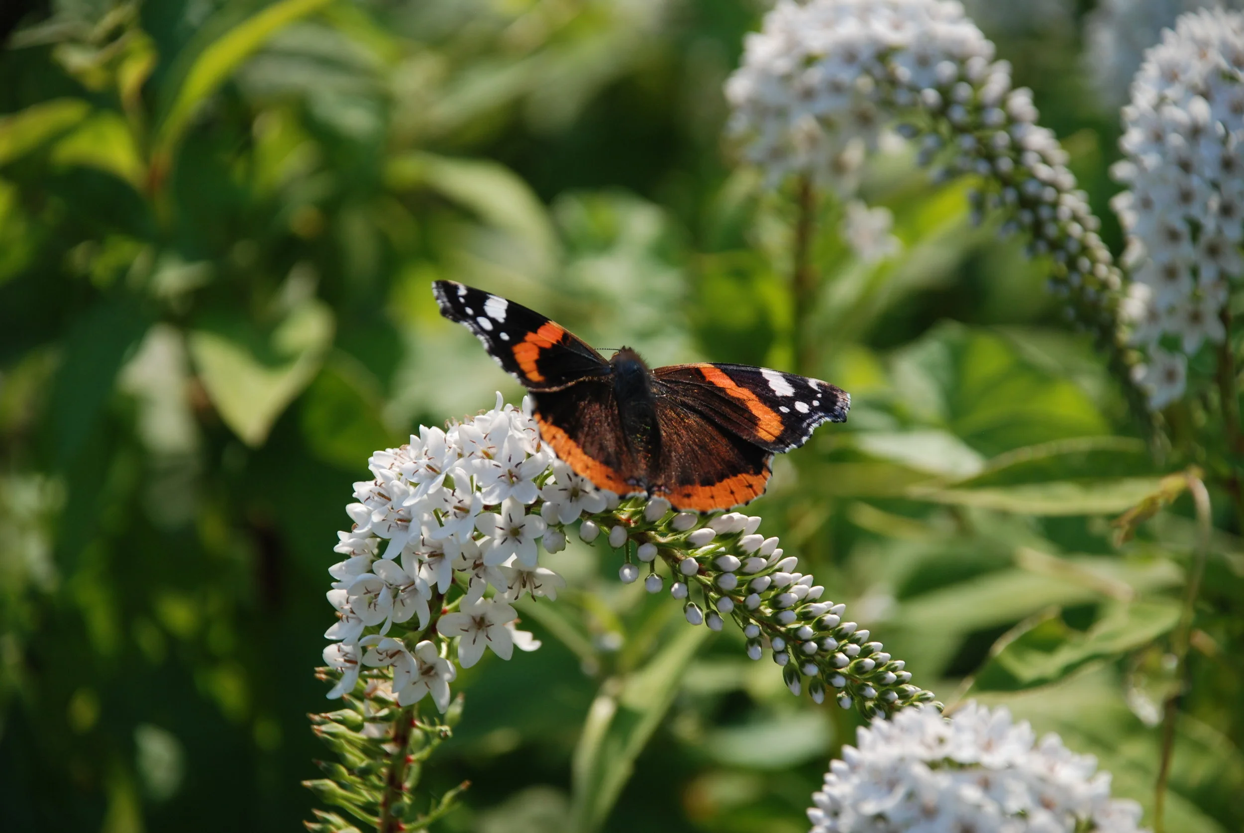   atalanta  / red admiral /  Vanessa atalanta    wederik  / gooseneck loosestrife /  Lysimachia chethroides  