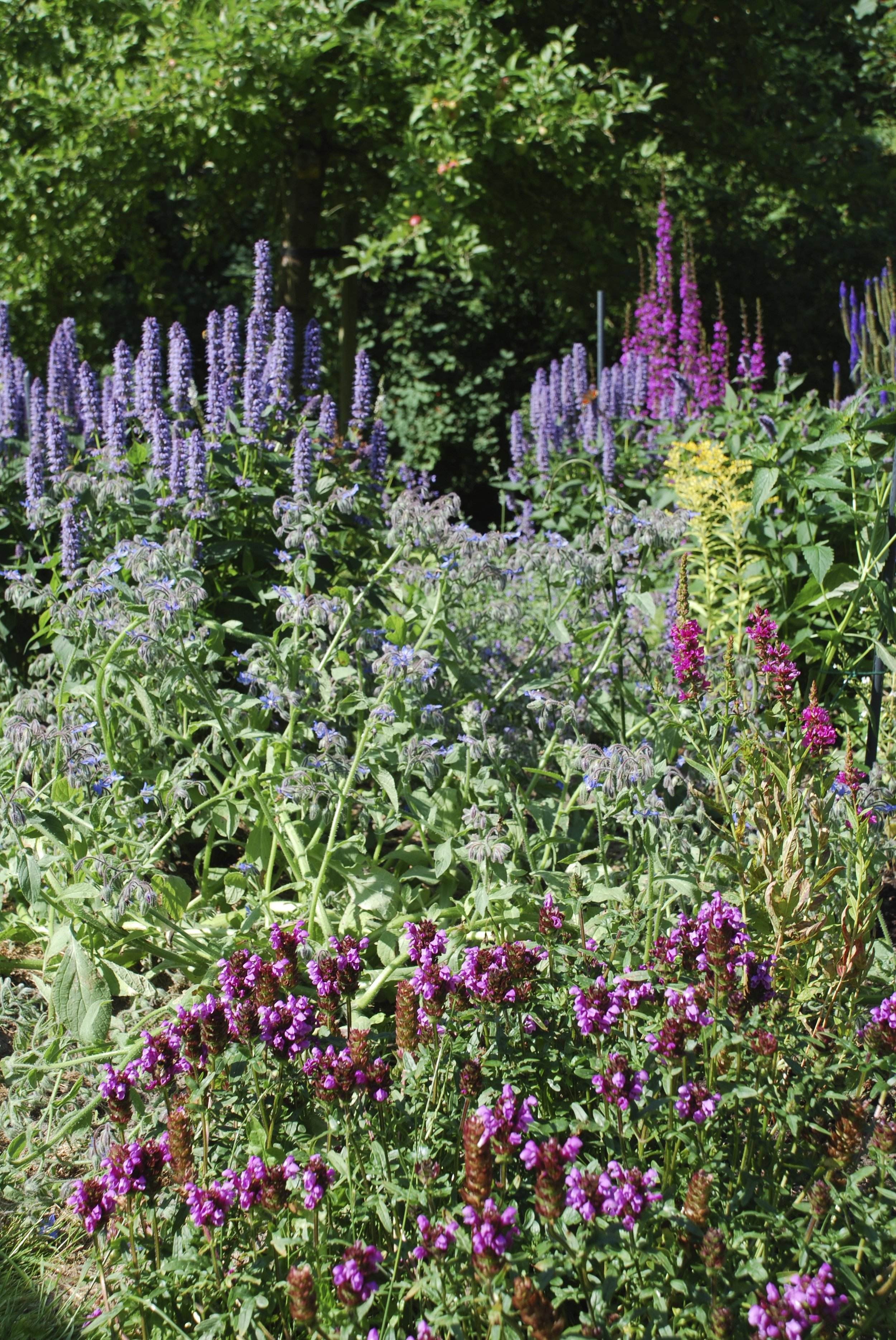  onze tuin in pieterburen 