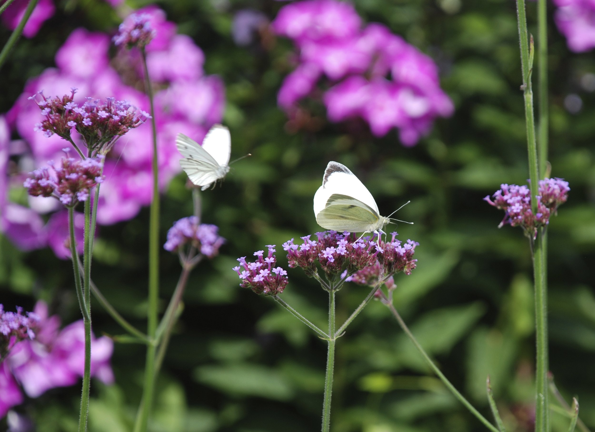   klein koolwitje  / small cabbage white /  Artogeia rapae    ijzerhard  / verbena /  Verbena bonariensis  