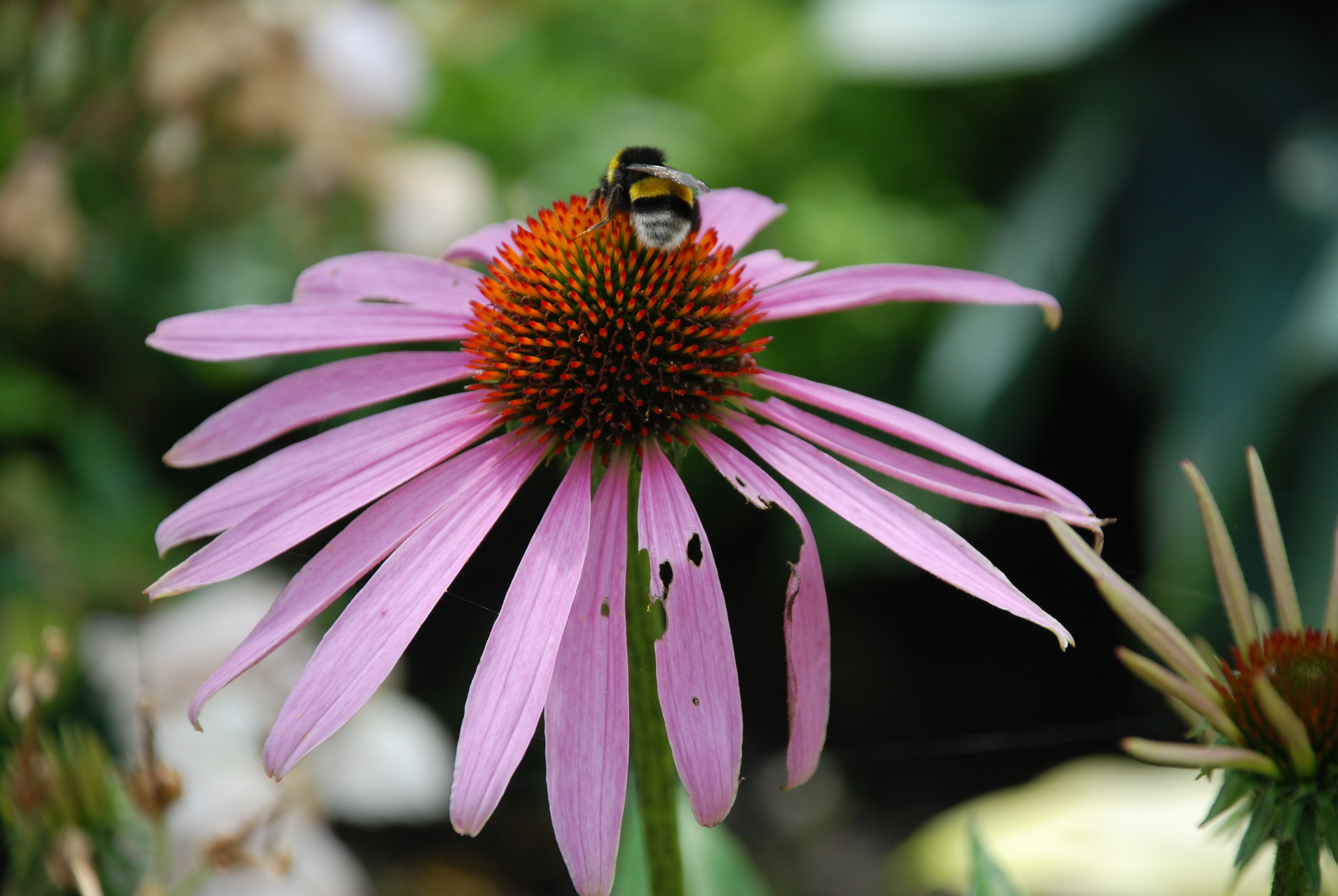   aardhommel  / bufftail bumblebee /  Bombus terrestris   op  zonnehoed  / cone flower /  Echinacea  