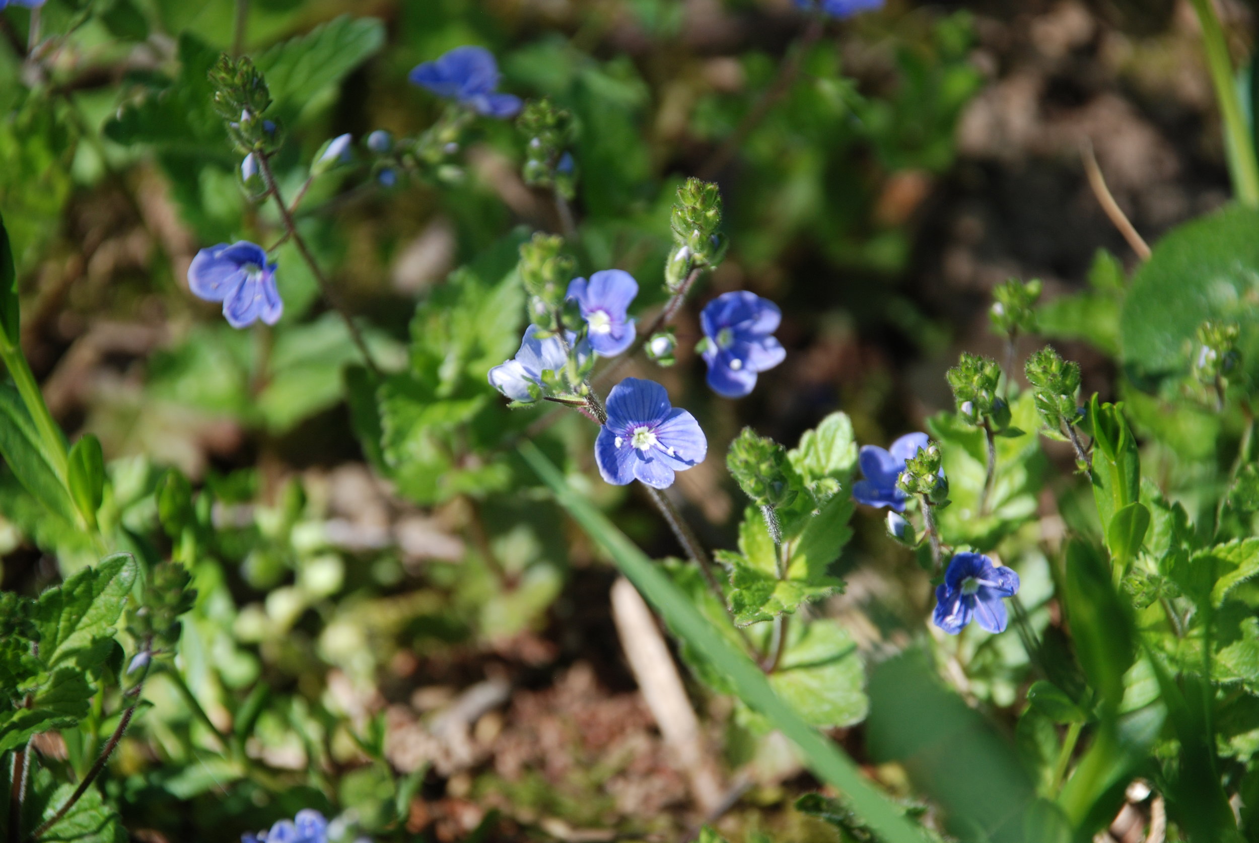   gamander ereprijs  / germander speedwell   Veronica chamaedrys  