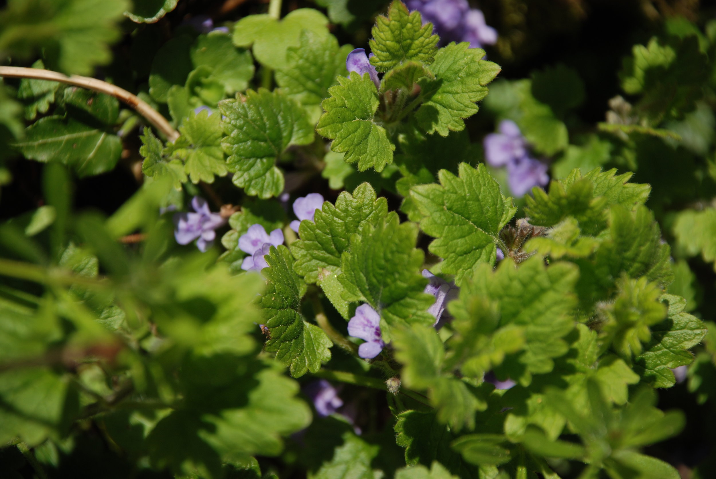   hondsdraf  / ground ivy   Glechoma hederacea  