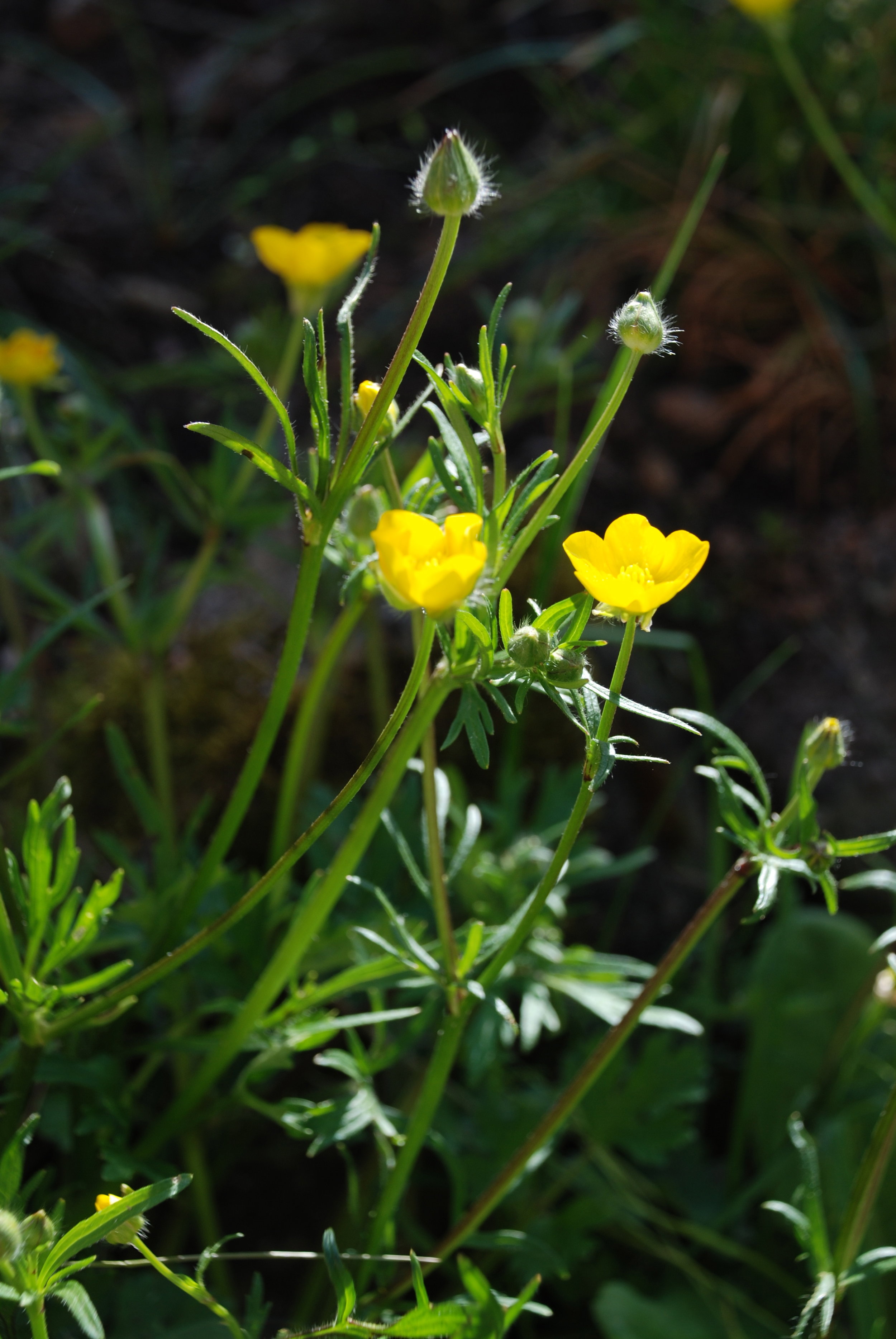    boterbloem  / buttercup   Ranunculus repens      