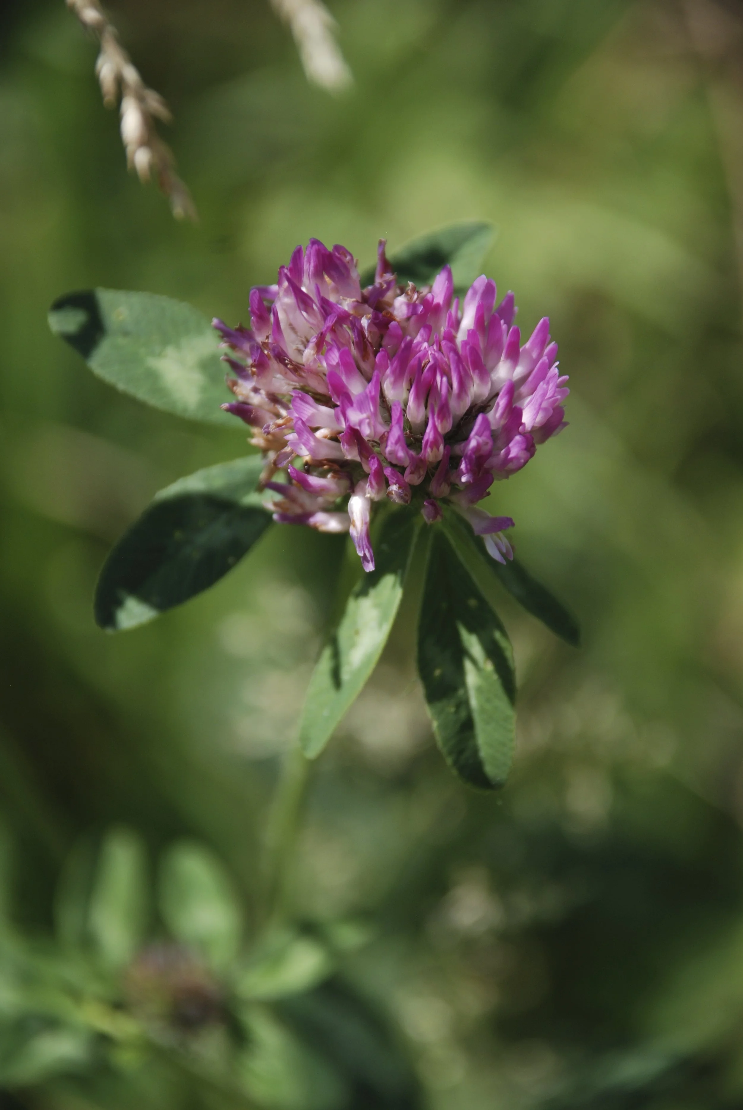   rode klaver  / red clover   Trifolium pratense  