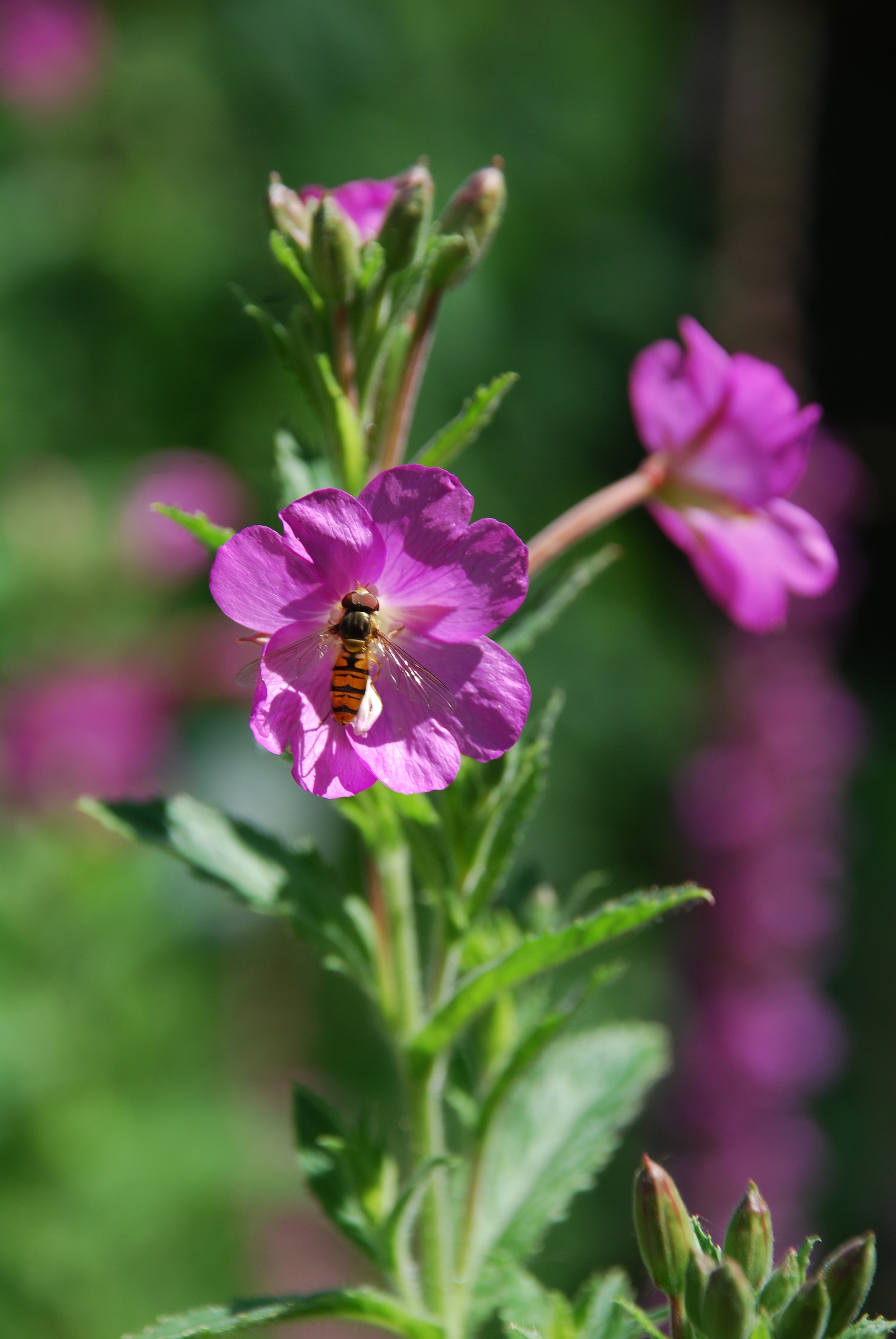   pyjamazweefvlieg  / marmalade hoverfly /  Episyrphus balteatus    harig wilgenrooje  / great willowherb /  Epilobium hirsutum  