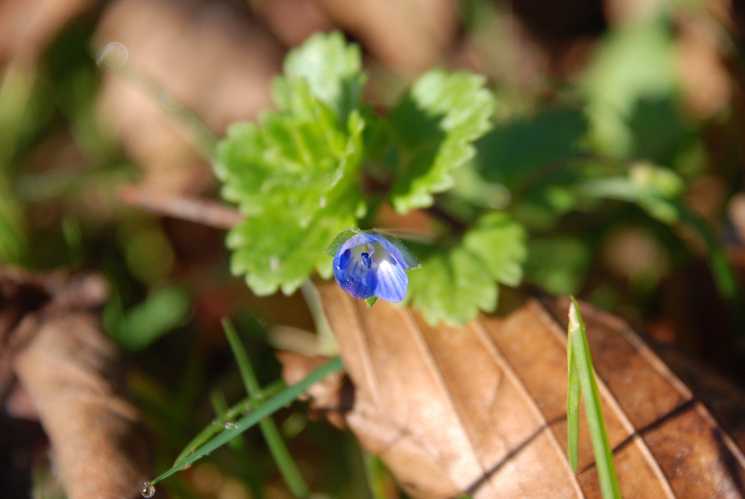   grote ereprijs  / common field speedwell   Veronica persica  