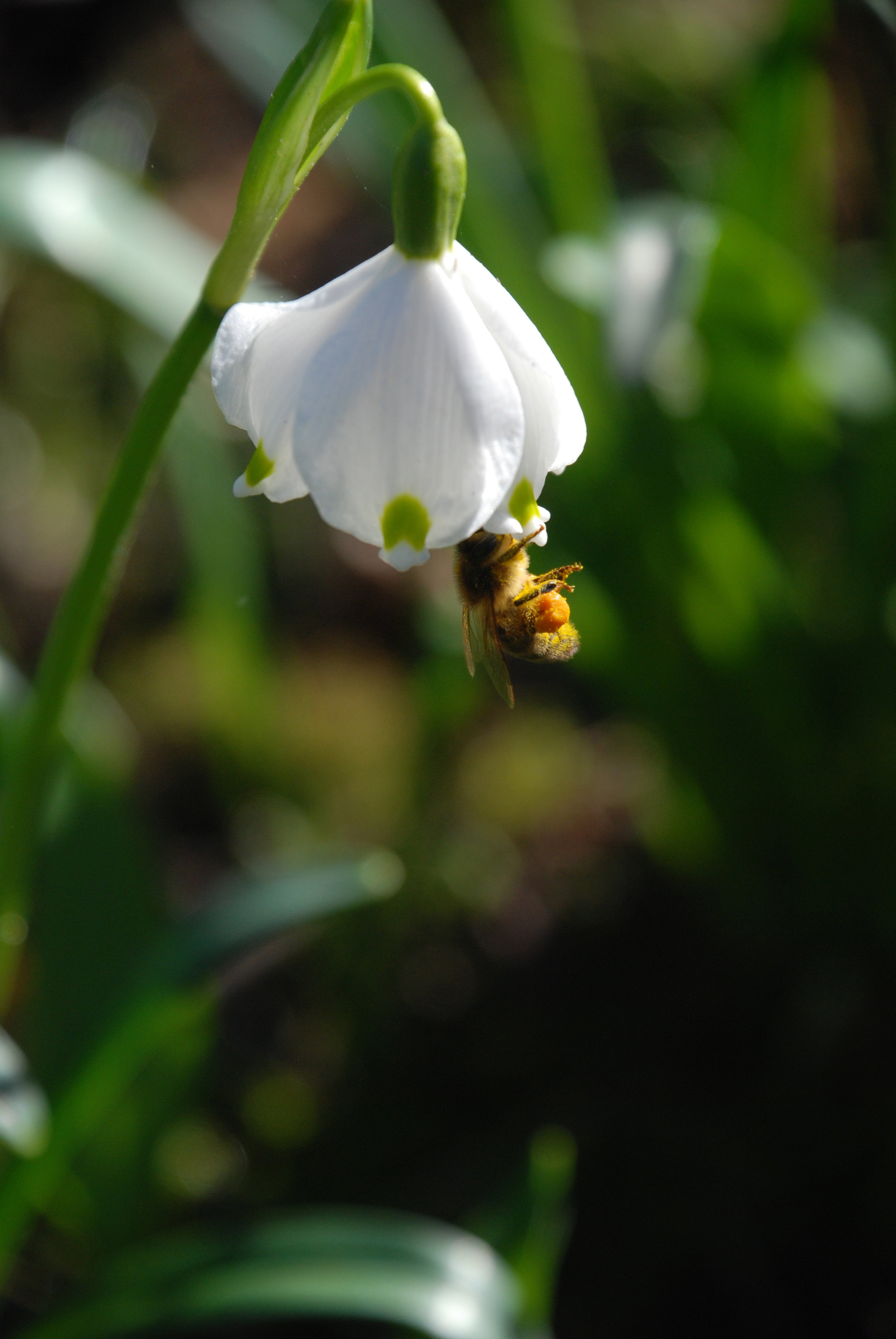   honingbij  / honey bee /  Apis mellifera   op  lenteklokje  / spring snowflake /  Leucojum vernum op  