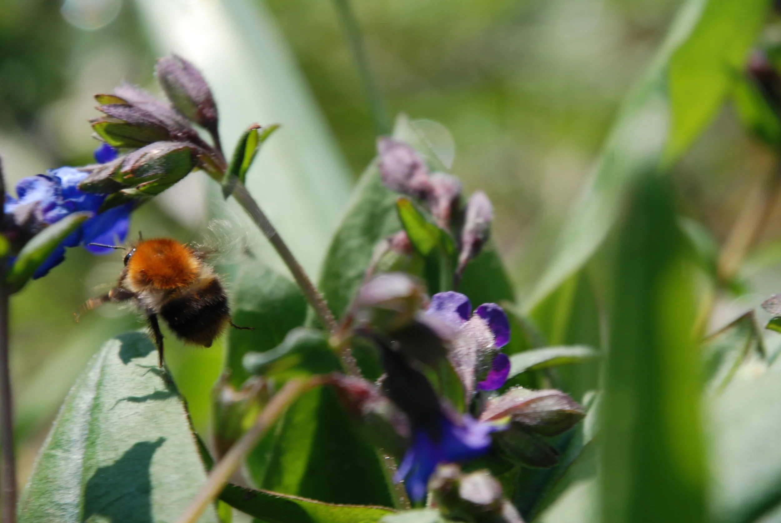   akkerhommel  / common carder bee   Bombus pascuorum  