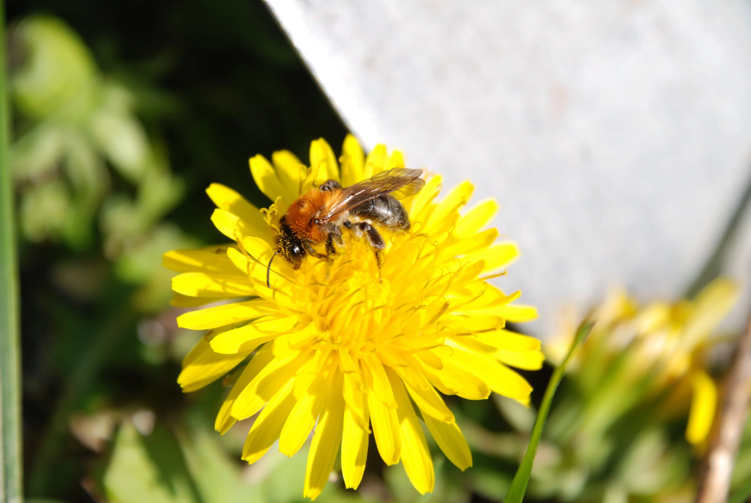   roodgaatje zandbij  / orange tailed mining bee /  Andrena haemorrhoa  