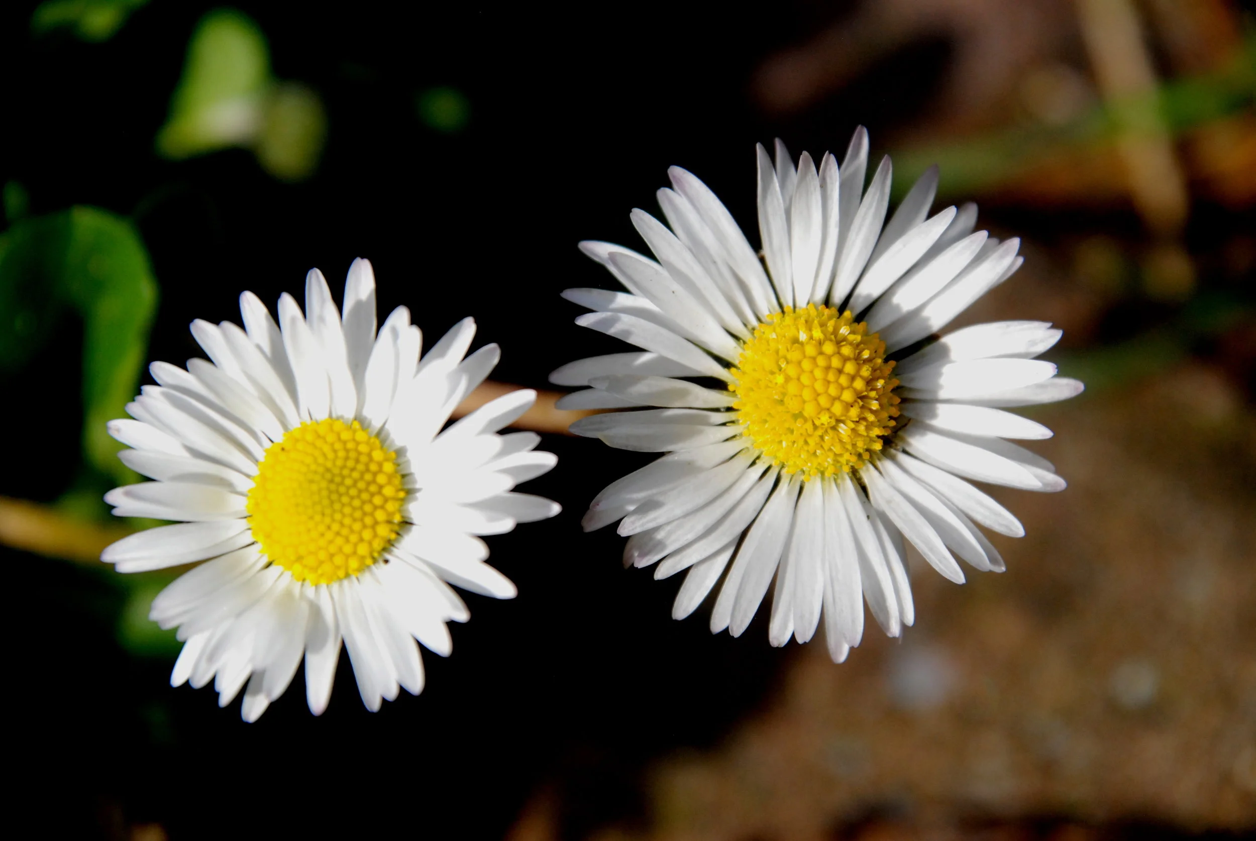   madeliefje  / daisy   Bellis perennis  