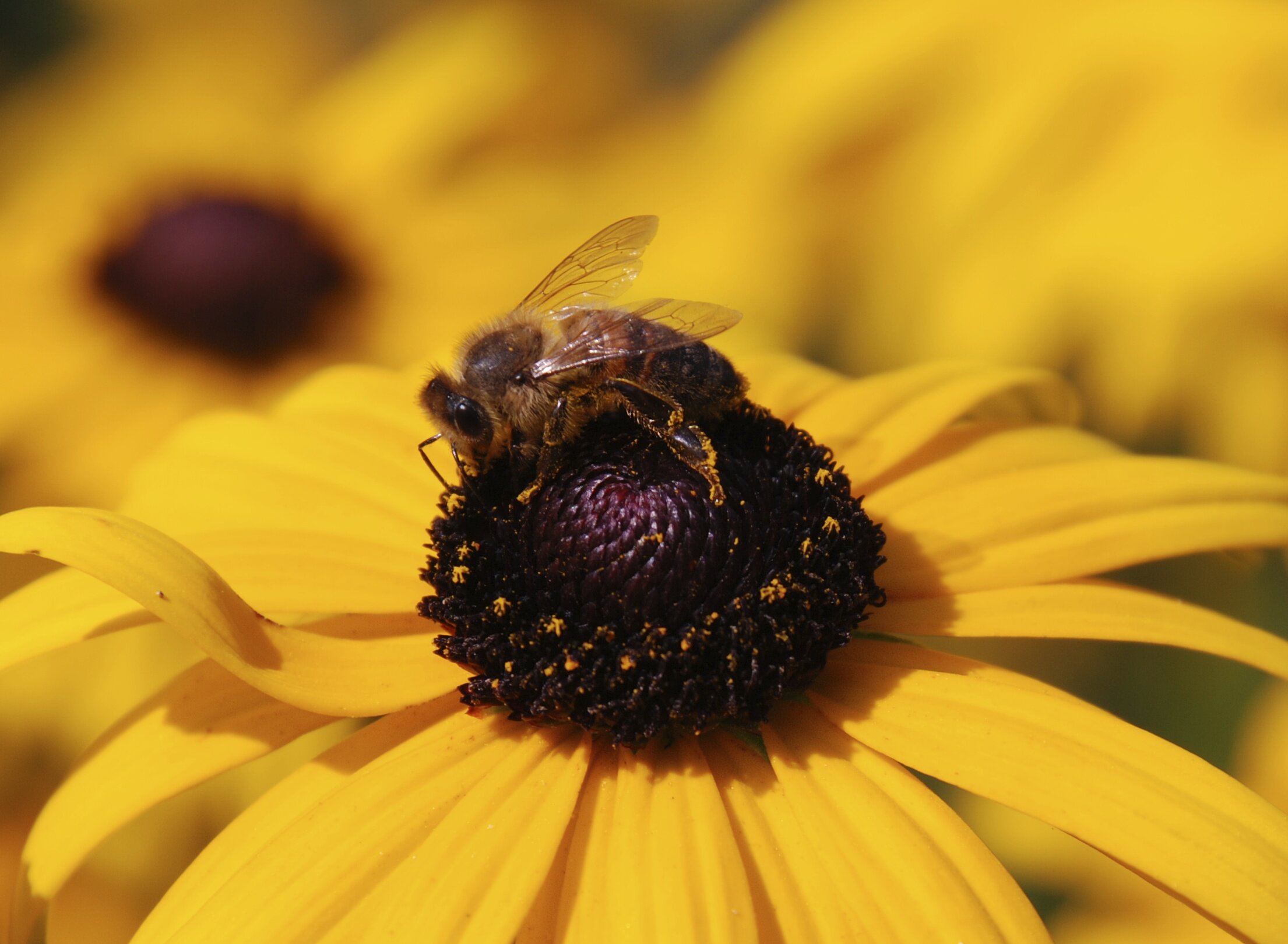   honingbij  / honey bee /  Apis mellifera   op  Rudbekia sp.    