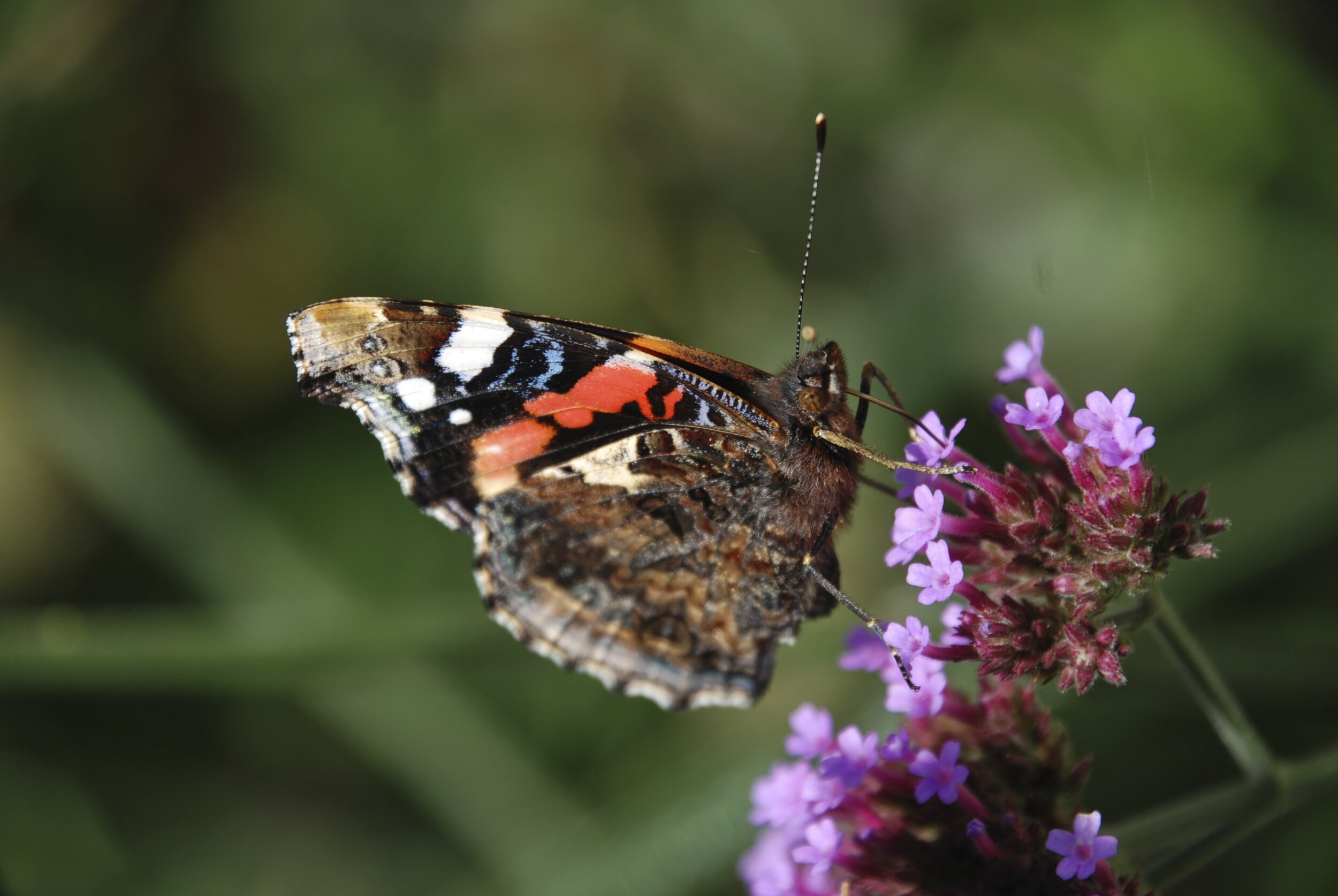   atalanta / red admiral /  Vanessa atalanta   op  Verbena bonariensis  