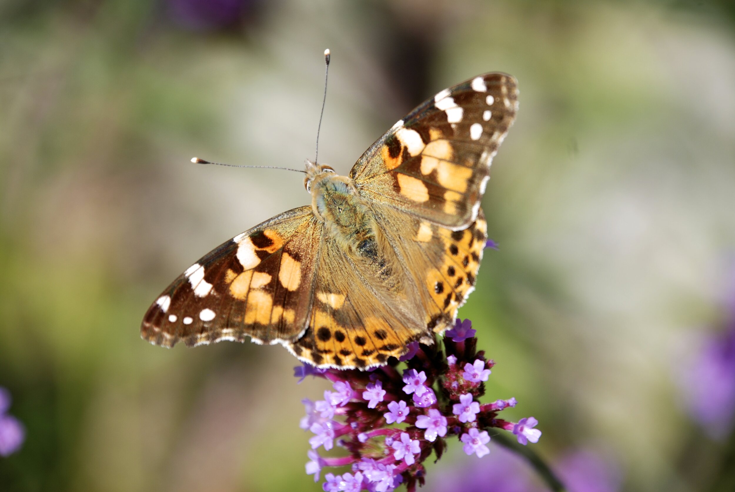   distelvlinder  / painted lady /  Vanessa cardui   op  Verbena bonariensis  