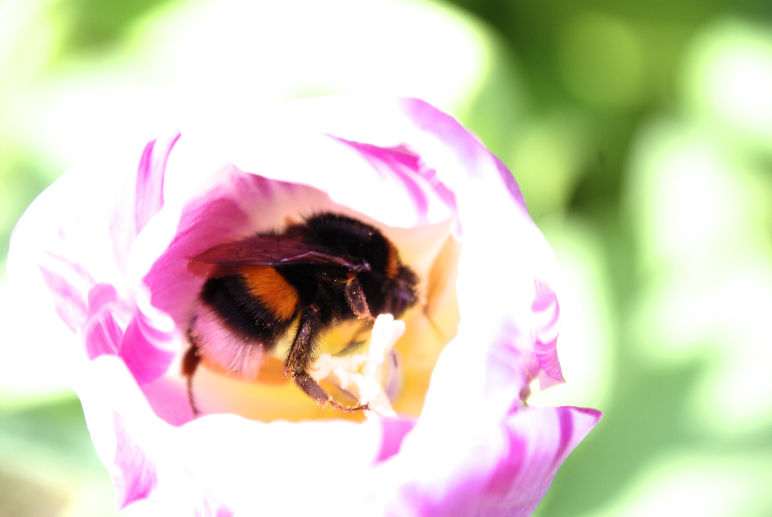   aardhommel / buff-tailed bumblebee /  Bombus terrestris   op  Tulip sp.  