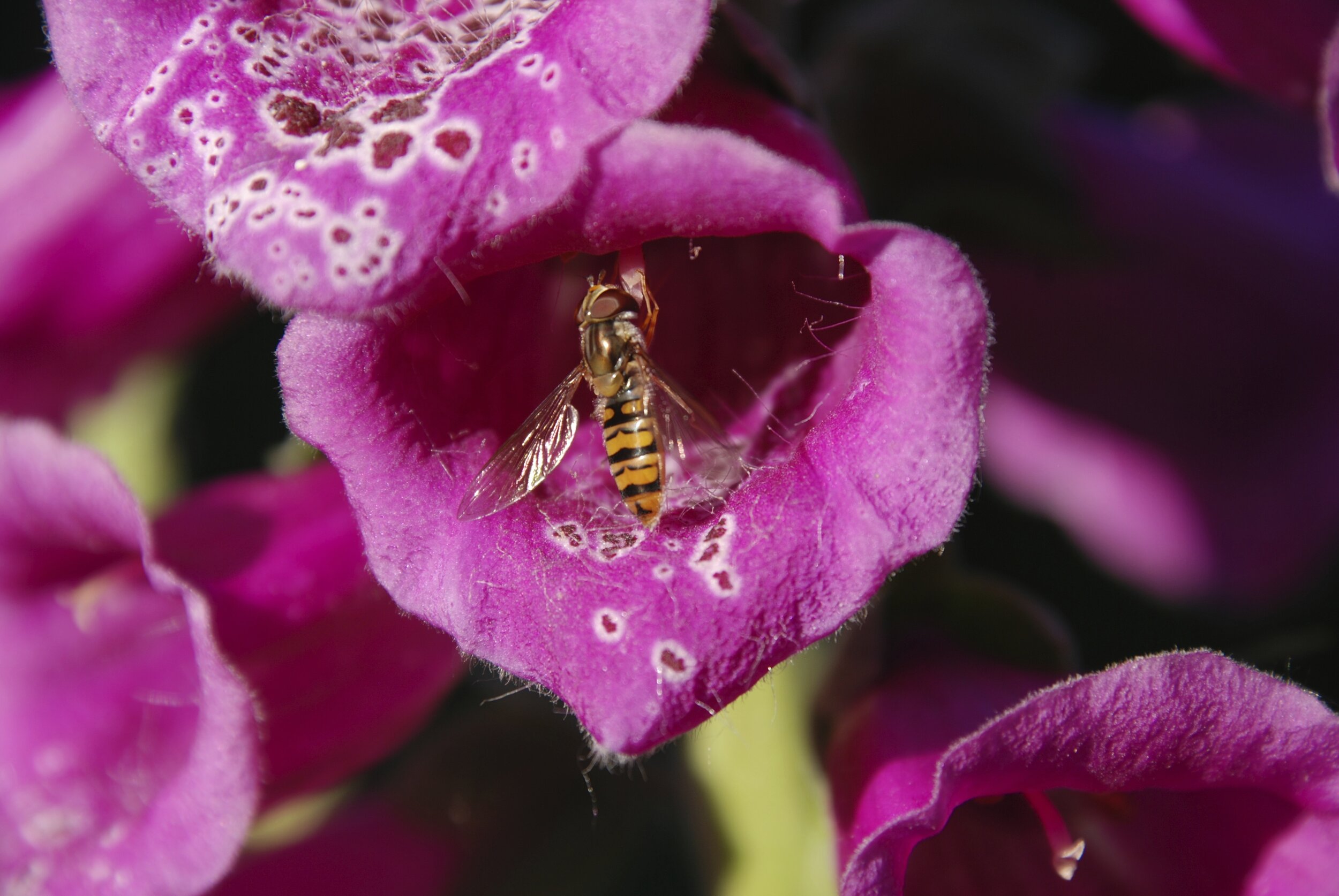   Snorzweefvlieg / marmalade hoverlfy /  Episyrphus balteatus   op  Digitalis purpurea  