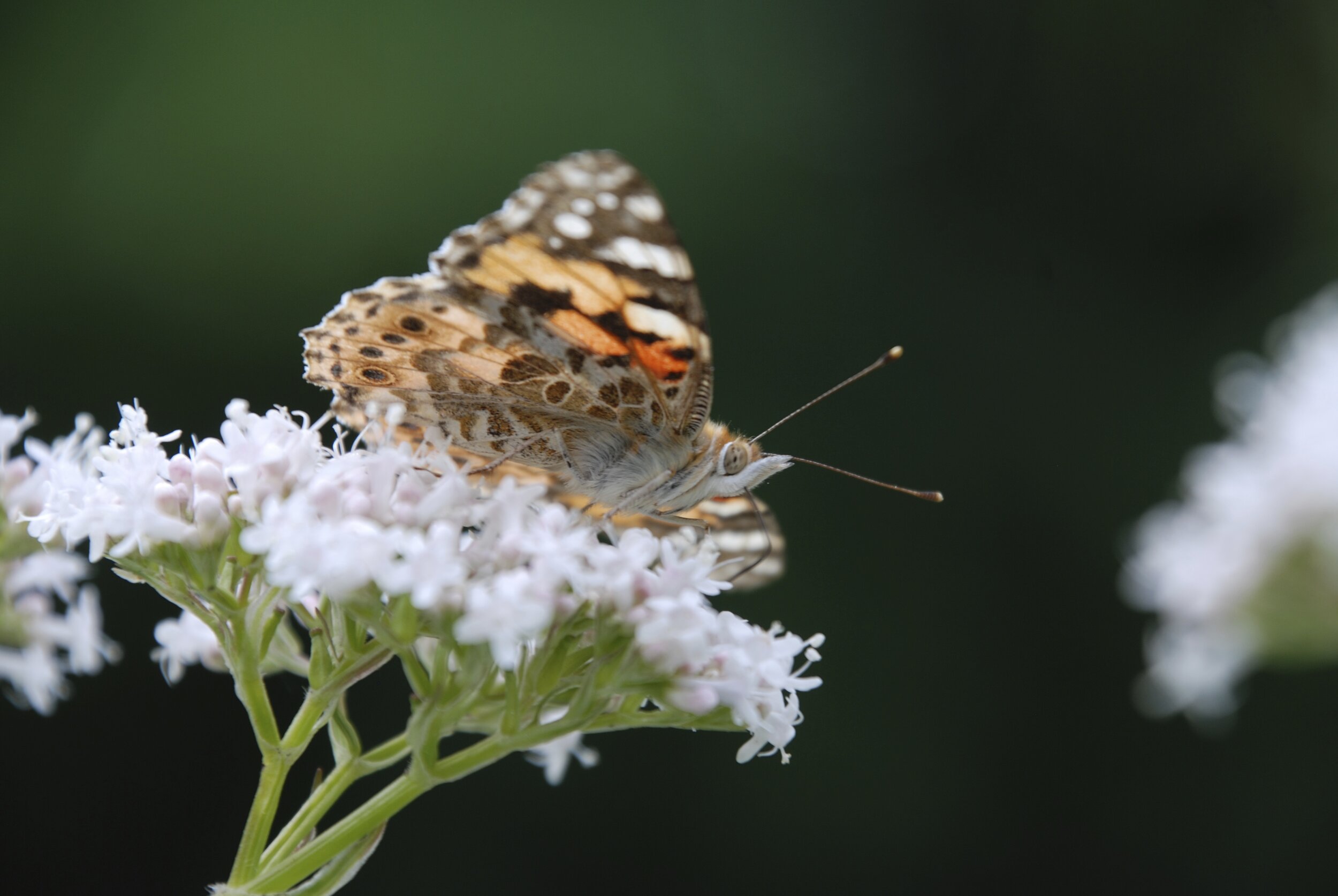   distelvlinder  / painted lady /  Vanessa cardui    op    echte valeriaan / common valerian /  Valeriana officinalis  