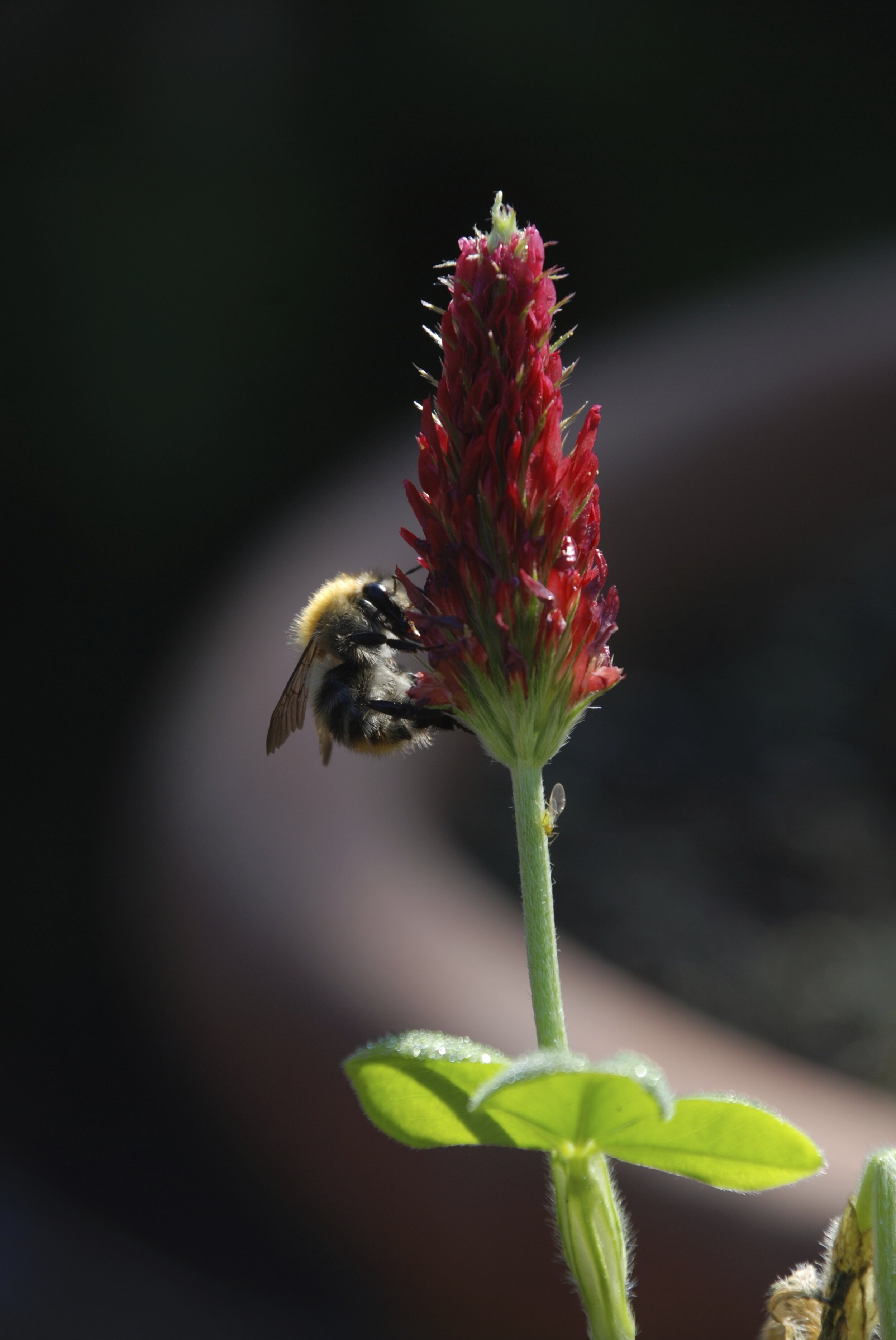   akkerhommel  / common carder bee /  Bombus pascuorum   op  inkarnaatklaver / crimson clover /  Trifolium incarnatum  