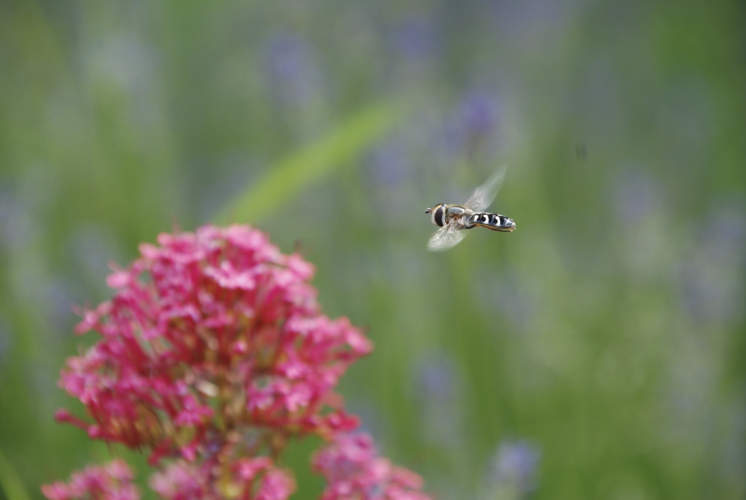   witte halvemaanzweefvlieg  / pied hoverfly /  Scaeva pyrastri   op    rode valerian   / Centranthus ruber    