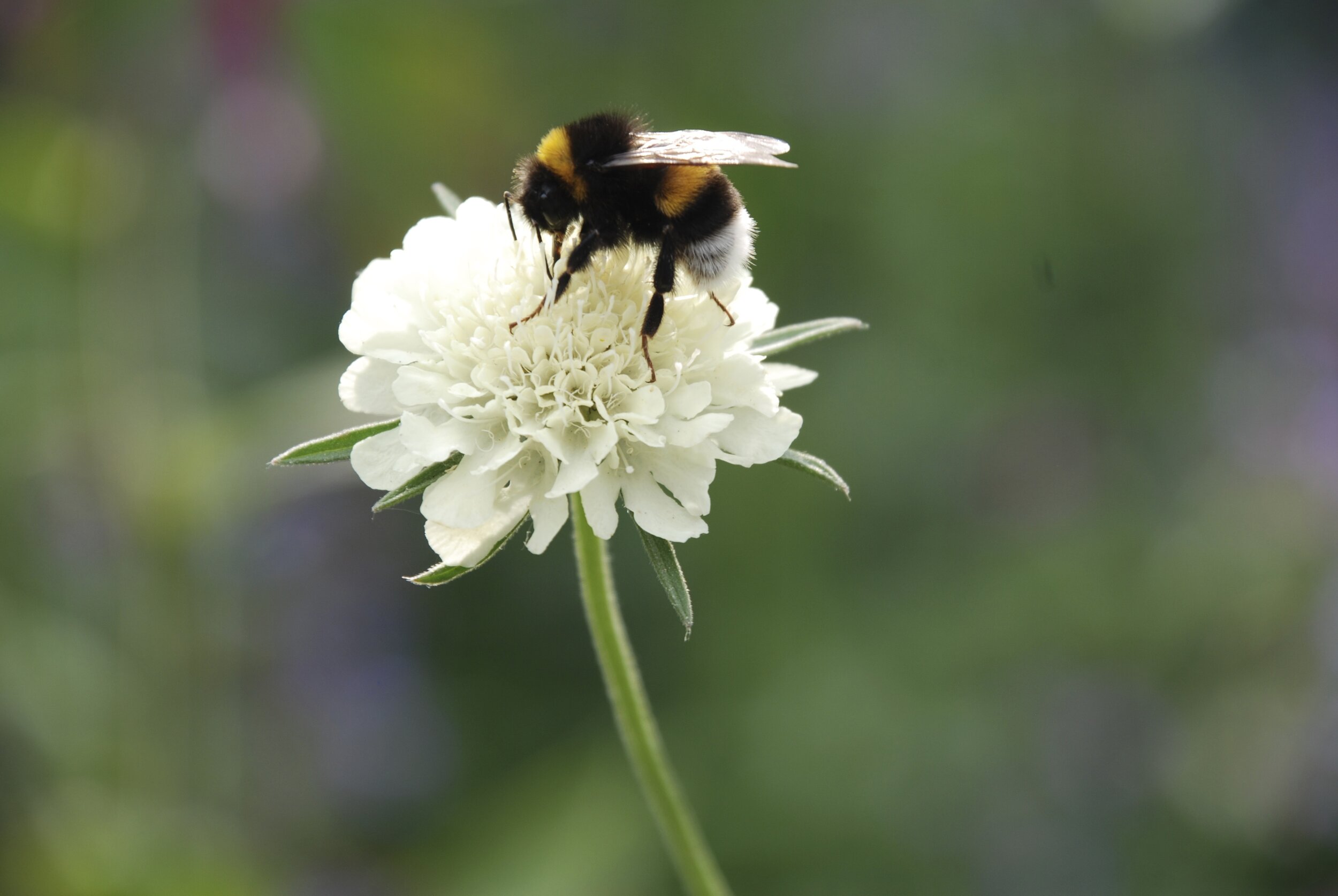   aardhommel  / buff-tailed bumblebee /  Bombus terrestris   op  Scabiosa sp.   