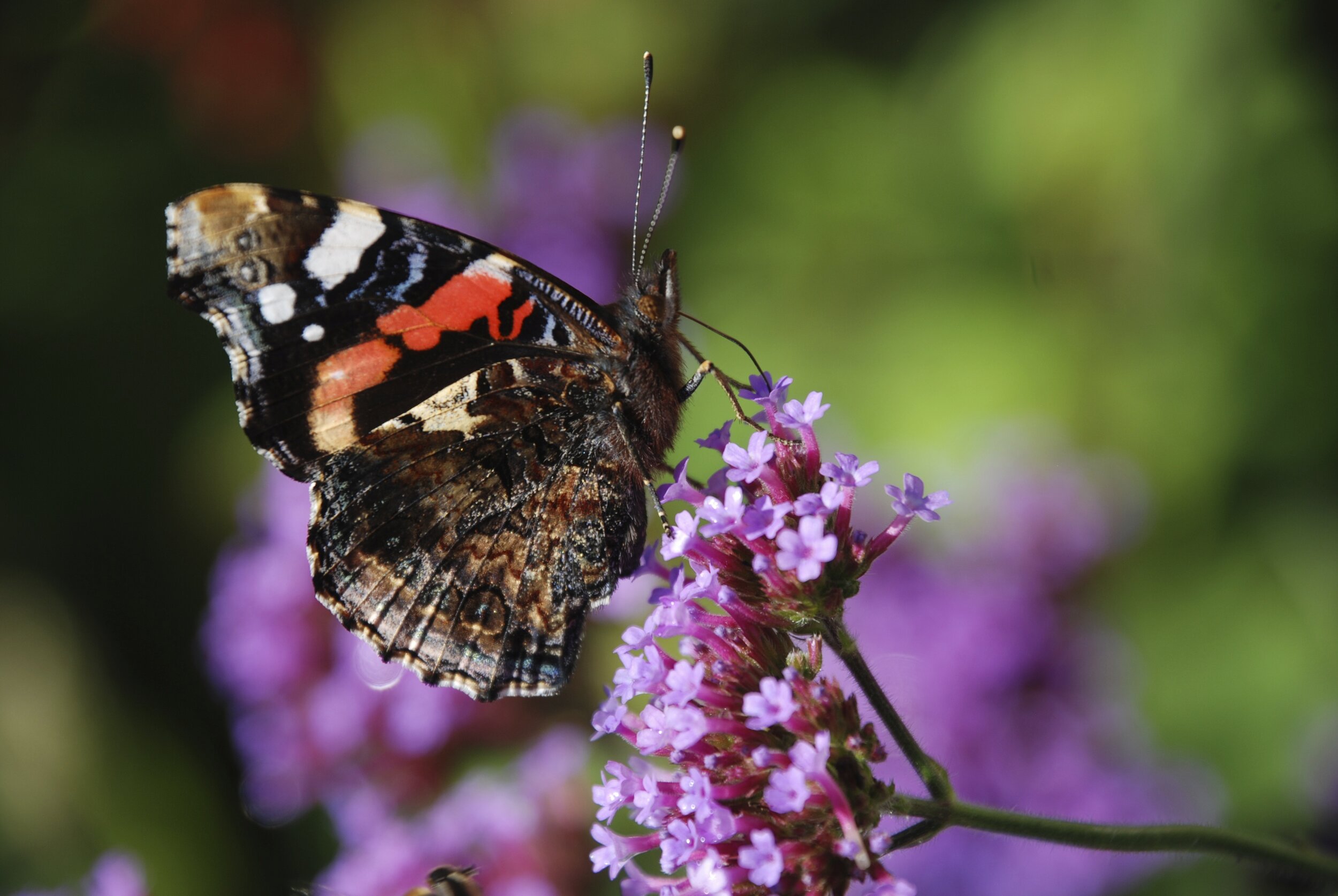   atalanta / red admiral /  Vanessa atalanta    op Verbena boriensis  