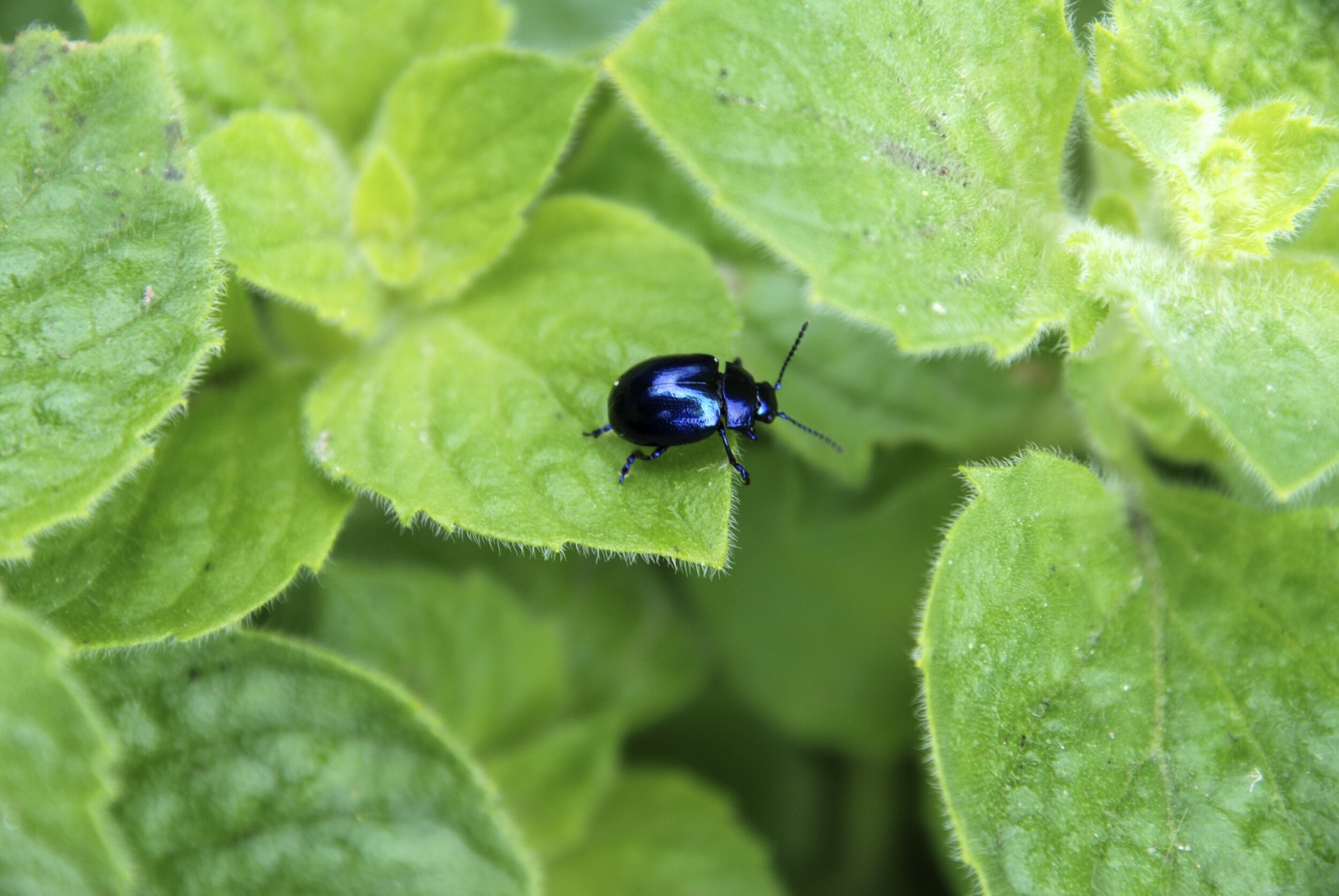   blauwe muntgoudhaantje  / blue mint leaf beetle /  Chrysolina coerulans  