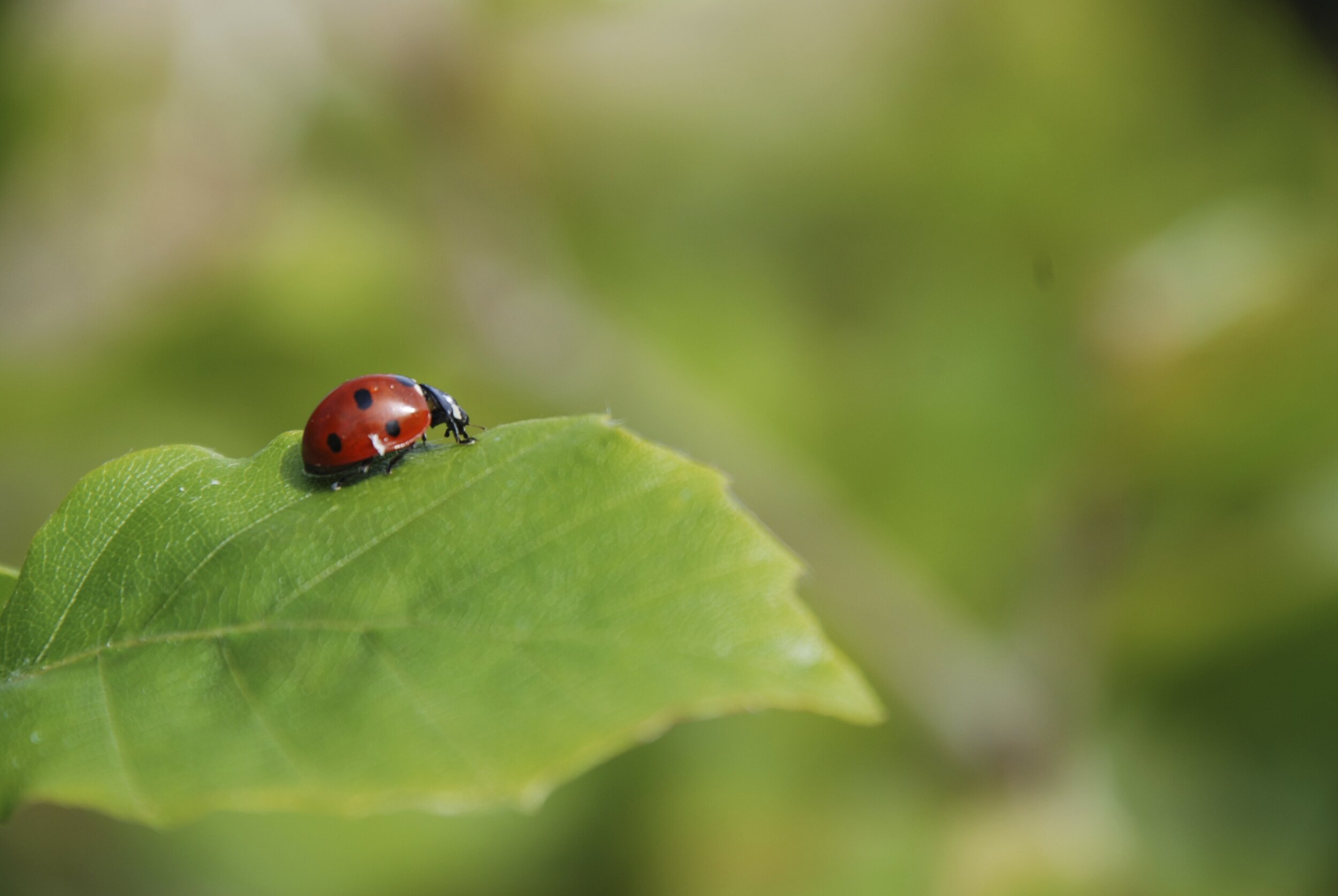   zevenstipellig lieveheersbeestje / 7 spot ladybird /  Coccinella 7-punctata  