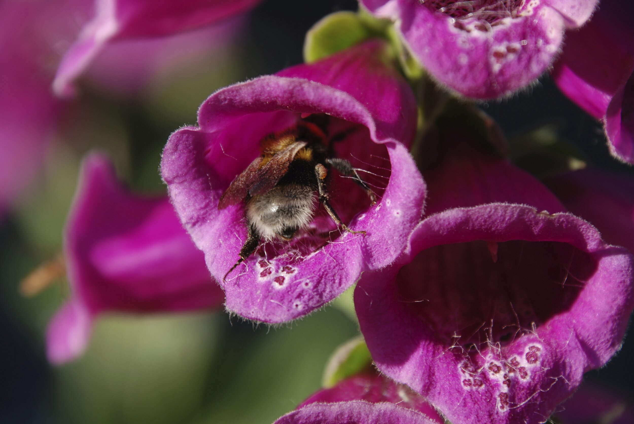   tuinhommel  / garden bumble bee /  Bombus hortorum   op  Digitalis purpurea  