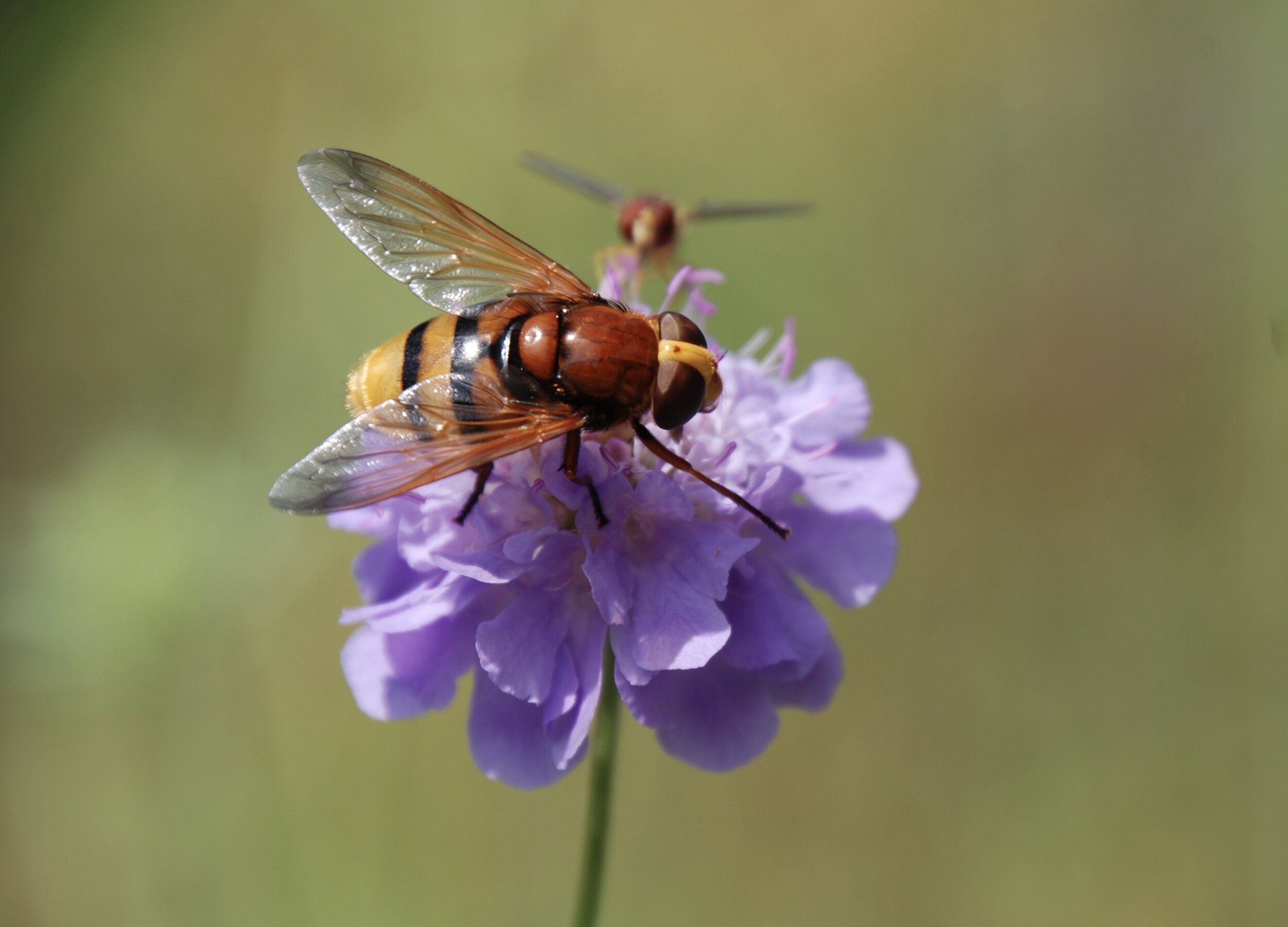   staatsreus zweefvlieg  / hornet hoverfly /  Volucella zonaria  