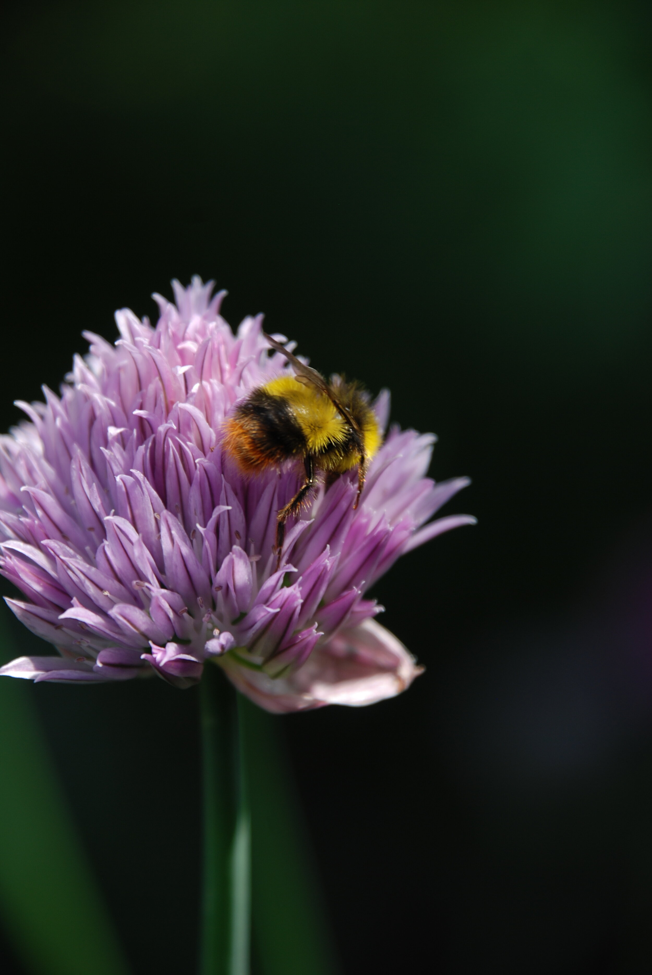   weidehommel  / early bumble bee /  Bombus pratorum   mannetje / male 