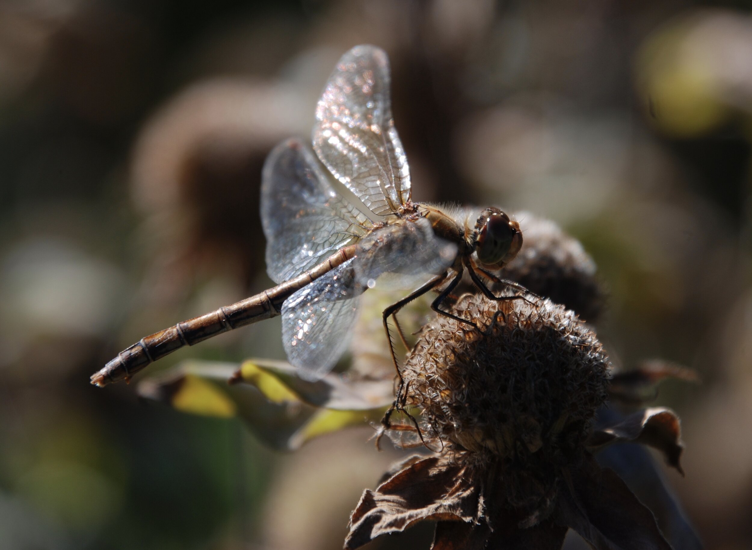   bruinrode heidelibel  / common darter /  Sympetrum striolatum  