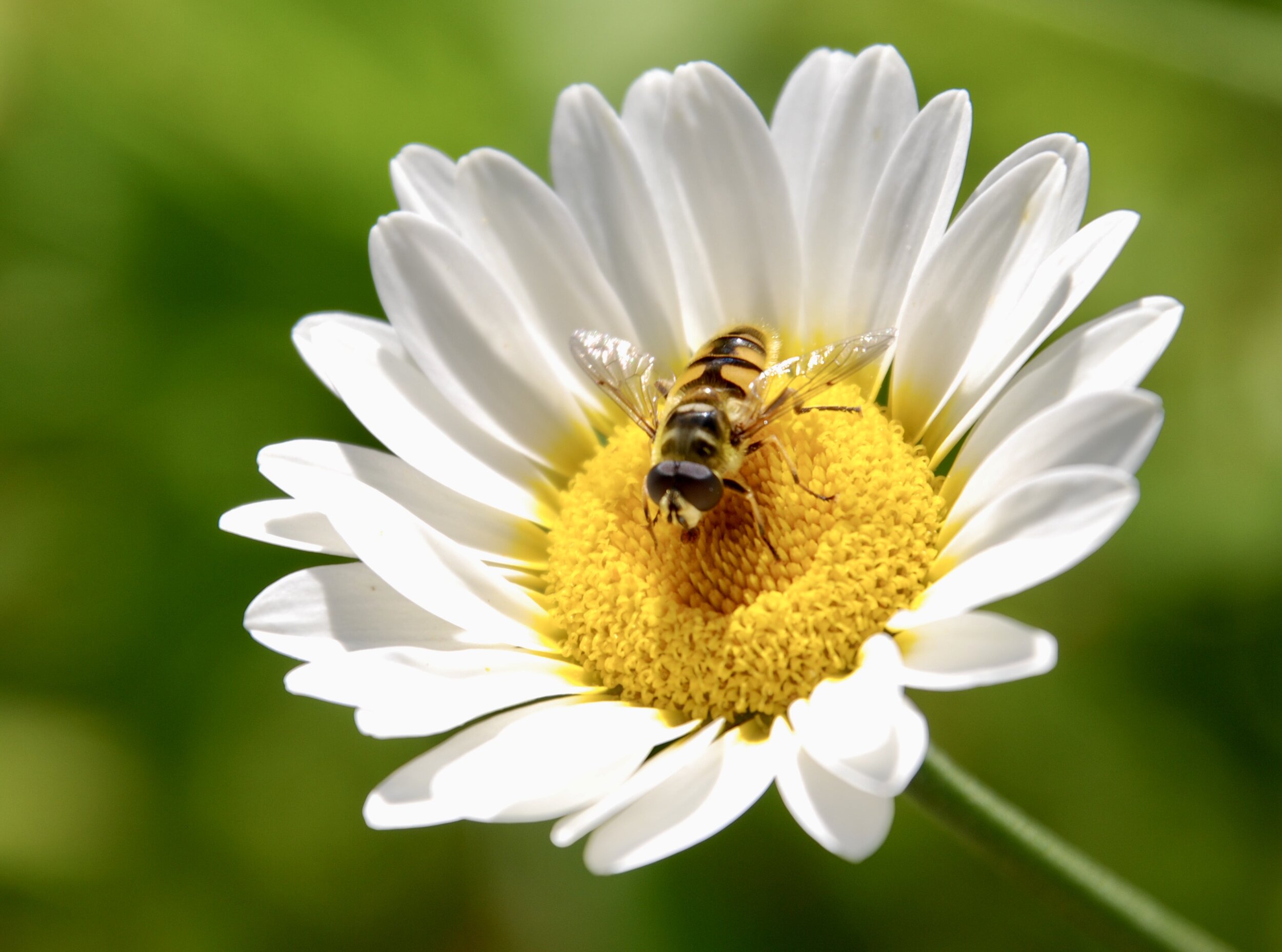   doodskopzweefvlieg  / dead head hover fly /  Myathropa florea  