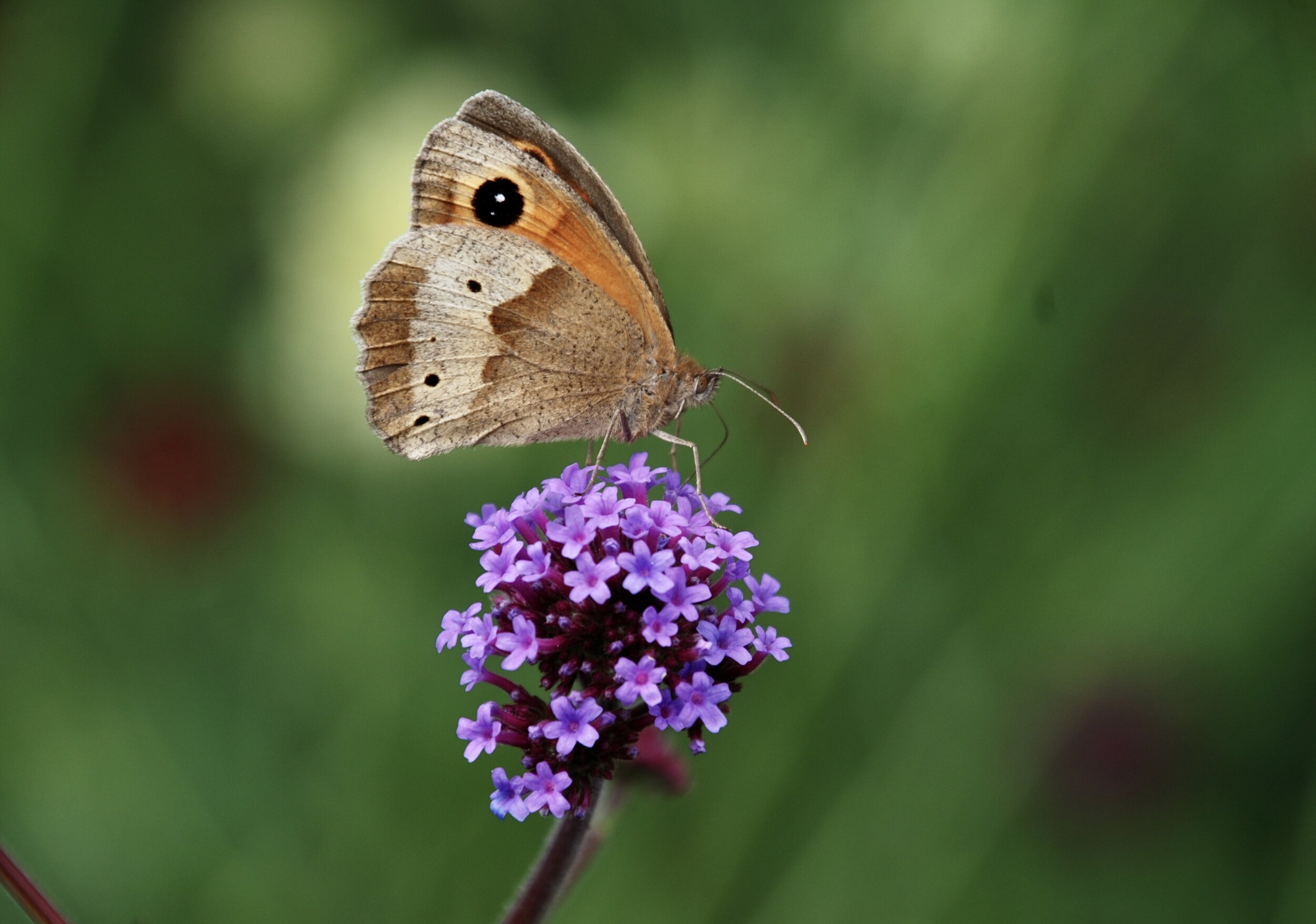   bruin zandoogje  / meadow brown /  Maniola jurtina  