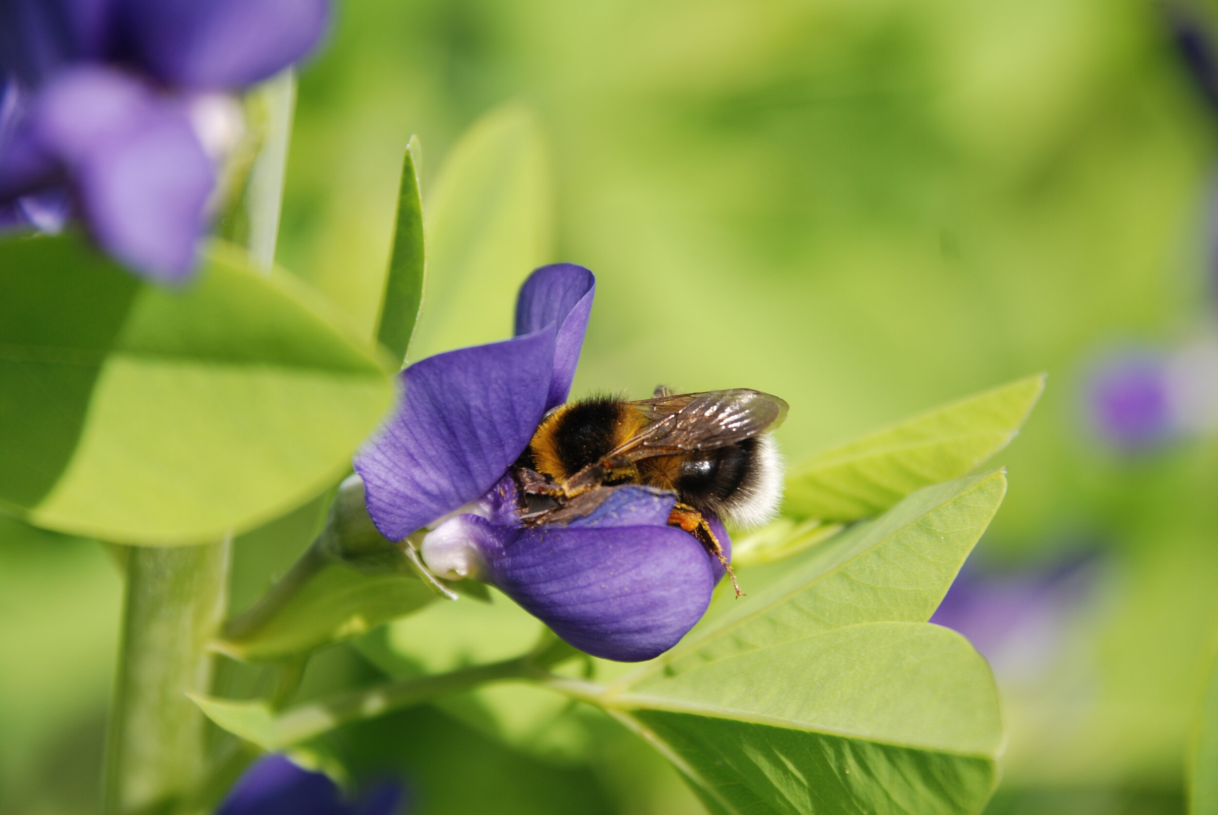   tuinhommel  / garden bumble bee /  Bombus hortorum  