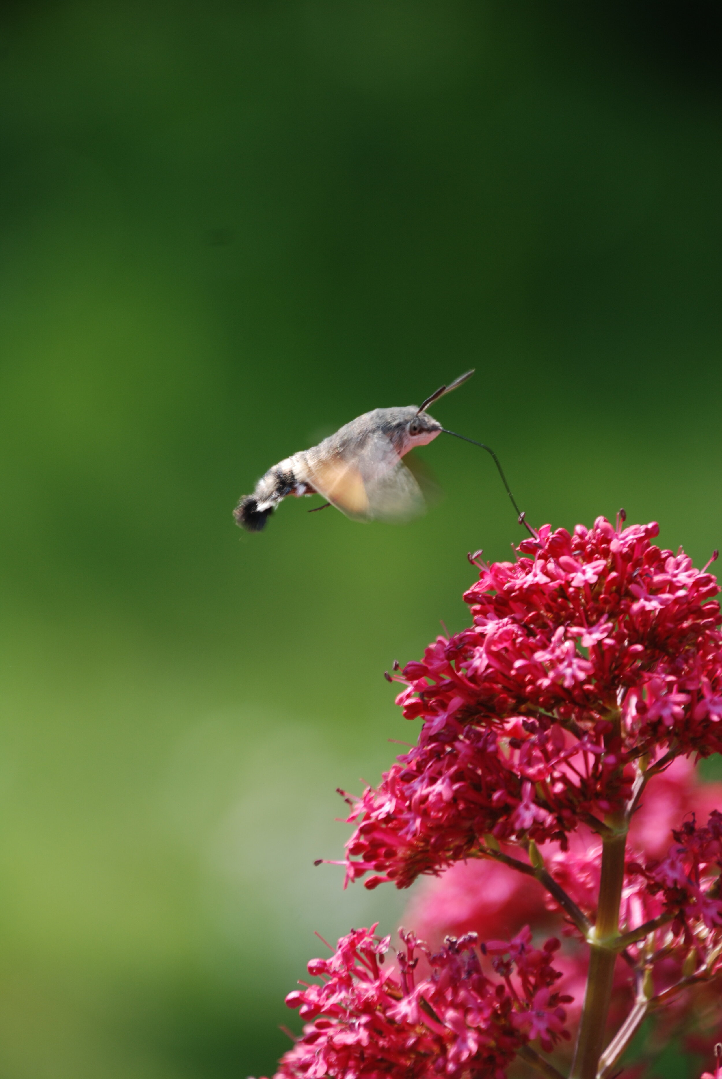   koliebrievlinder  / hummingbird hawk moth /  Macroglossum stellatarum  