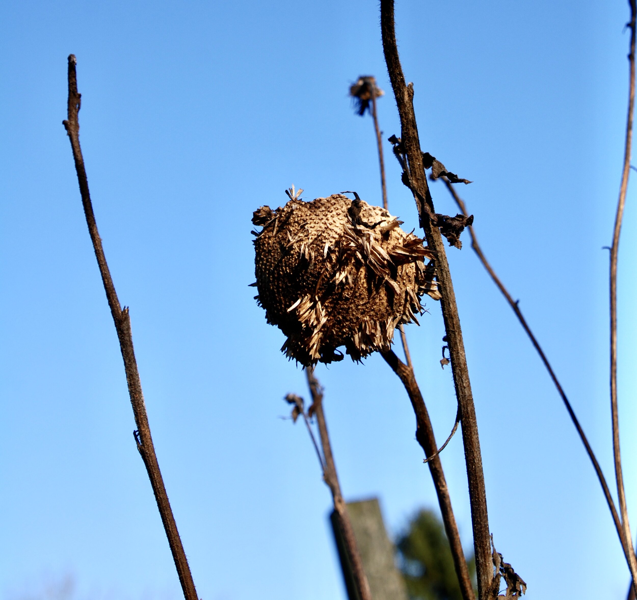  zonnenbloem 