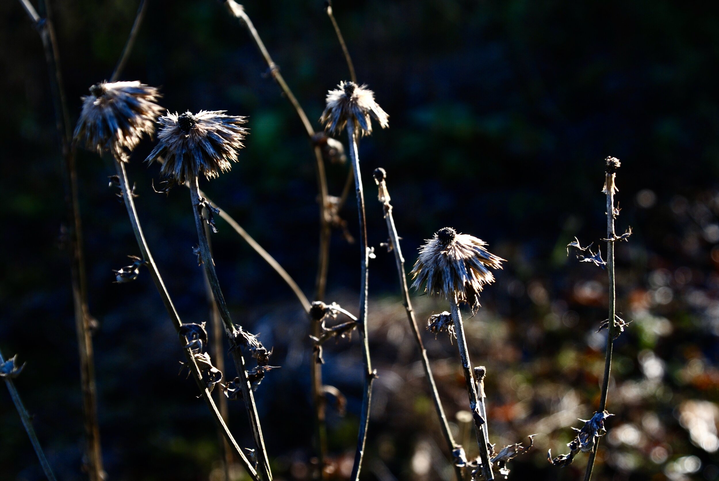  kogeldistel 