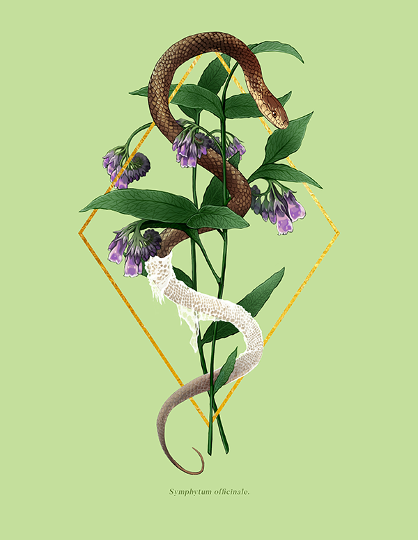 Comfrey