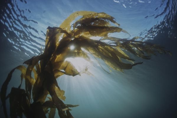 Award-winning film helps to protect vital marine habitat