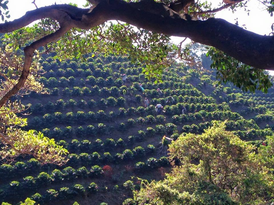  Coffee Fields 