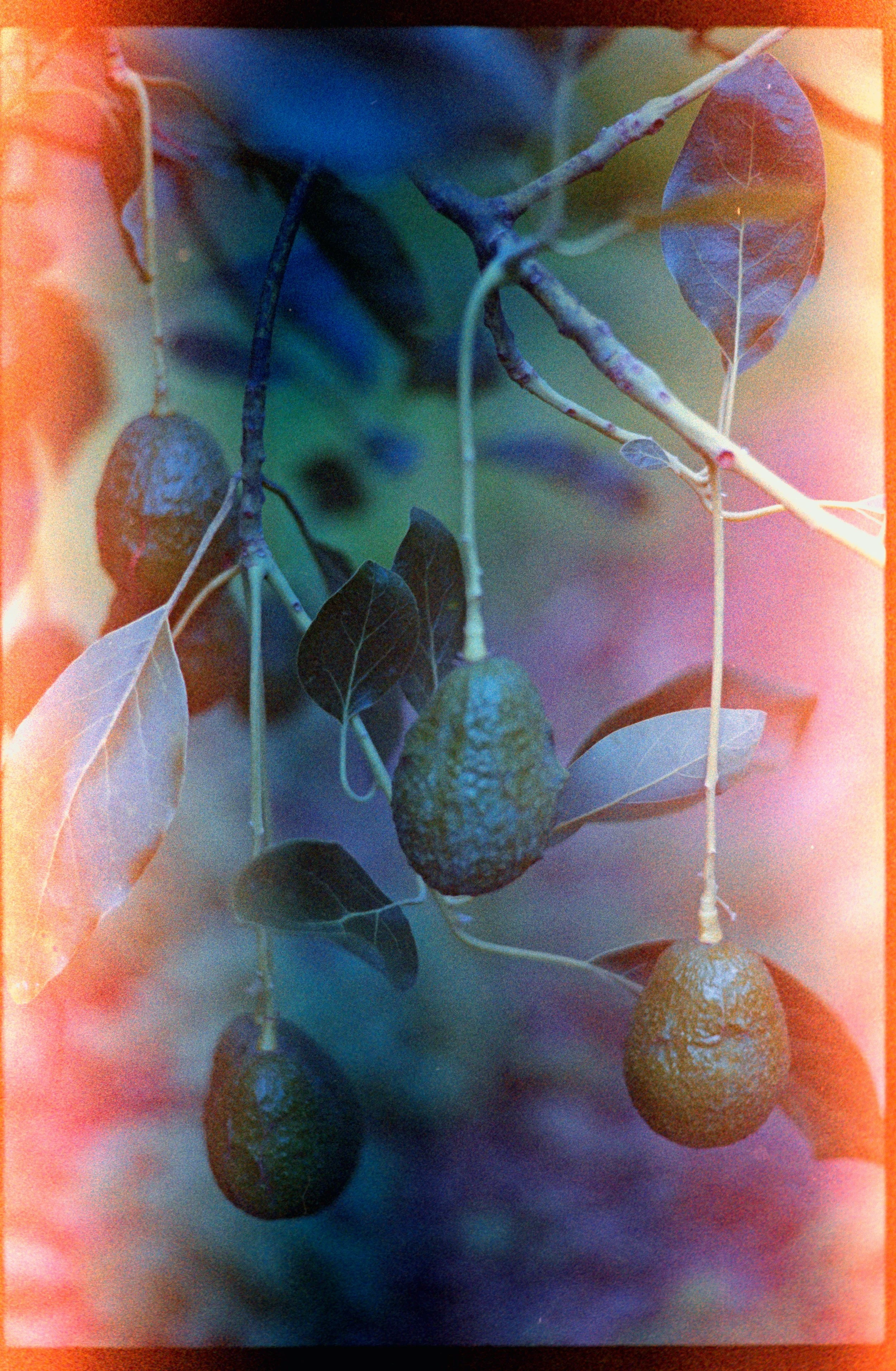 KODAK GOLD 400_5 edit.jpg