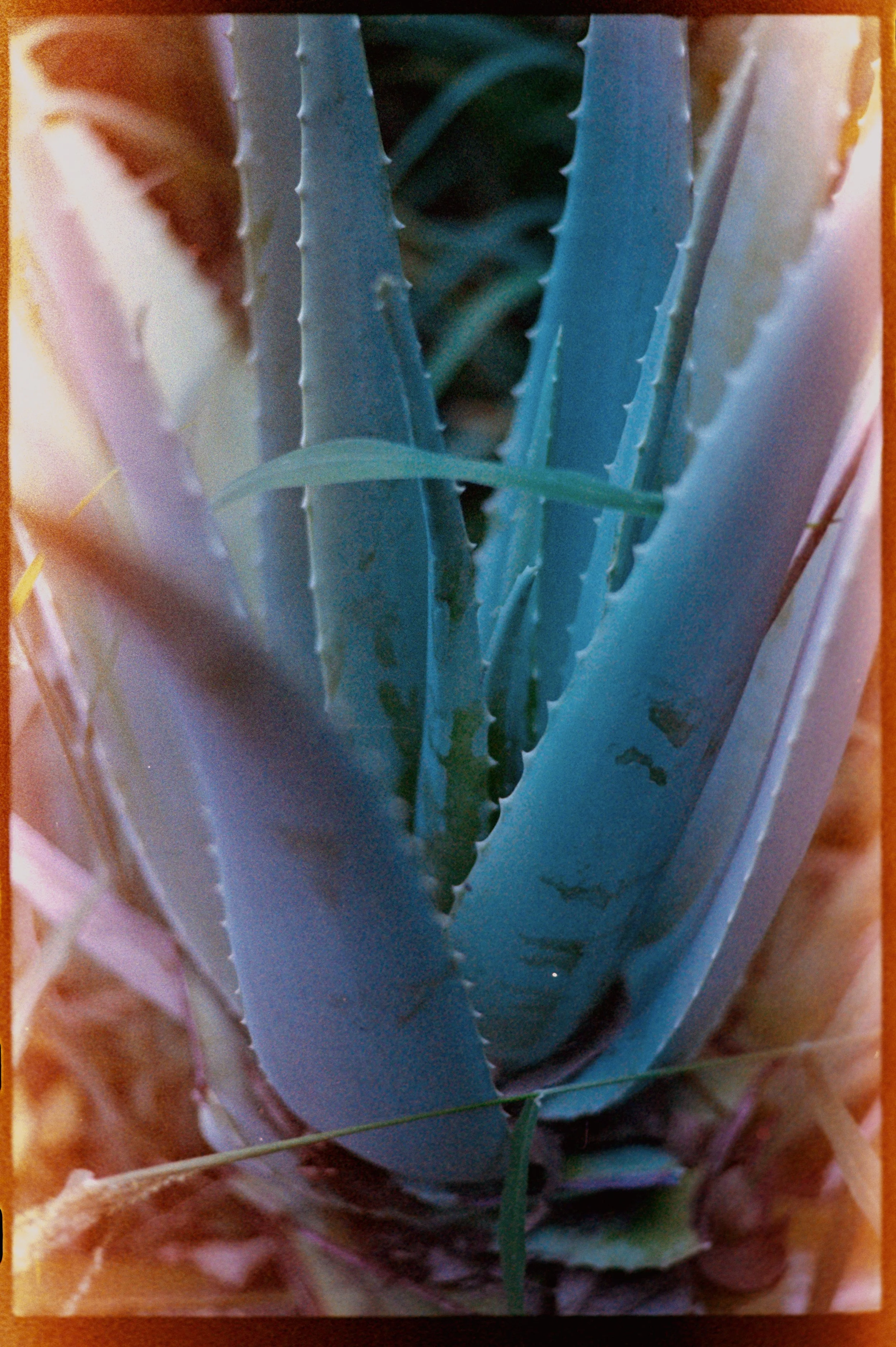 KODAK GOLD 400_15ed.jpg
