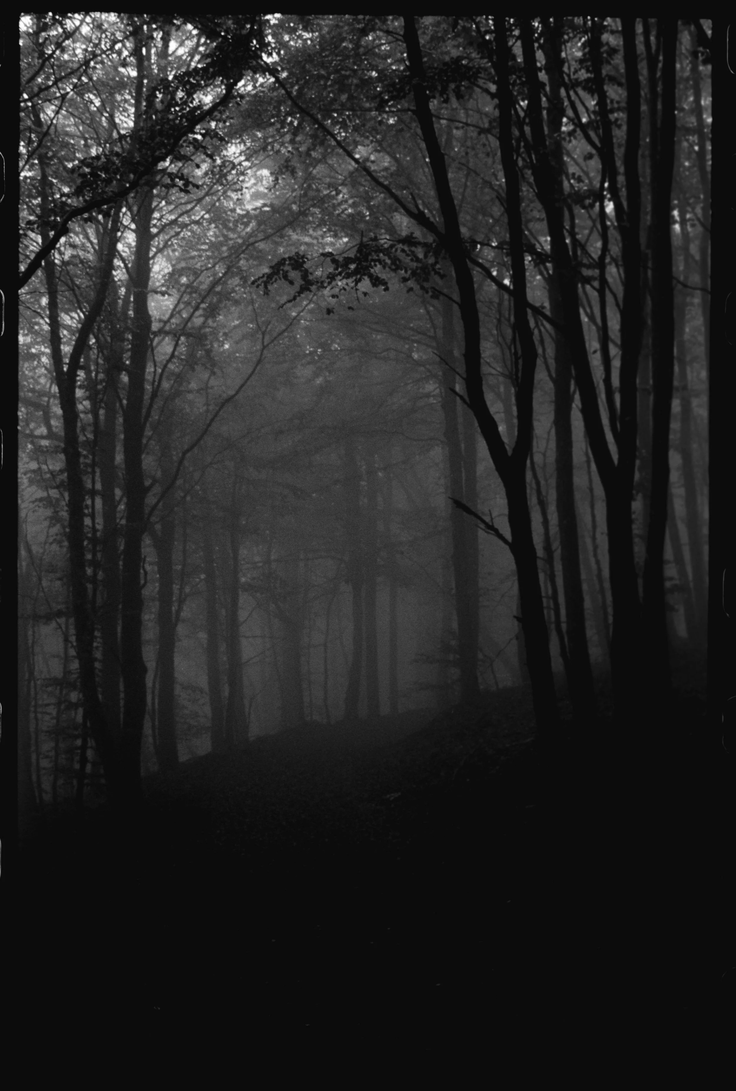Fog in a Swedish forest