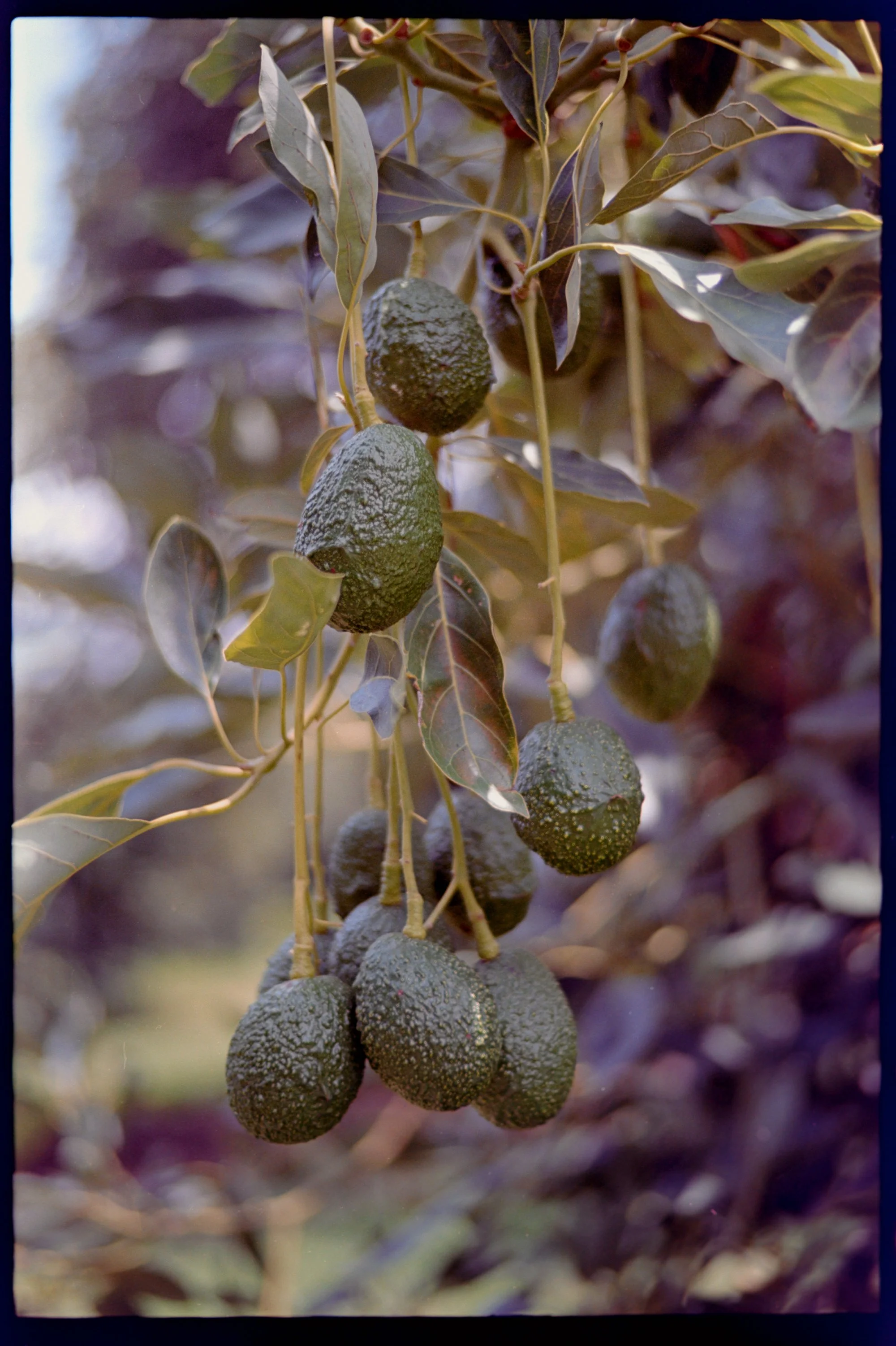CARGA_14 WEB.jpg