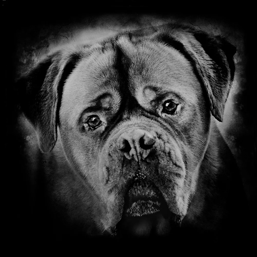 HOND VANESSA web.jpg