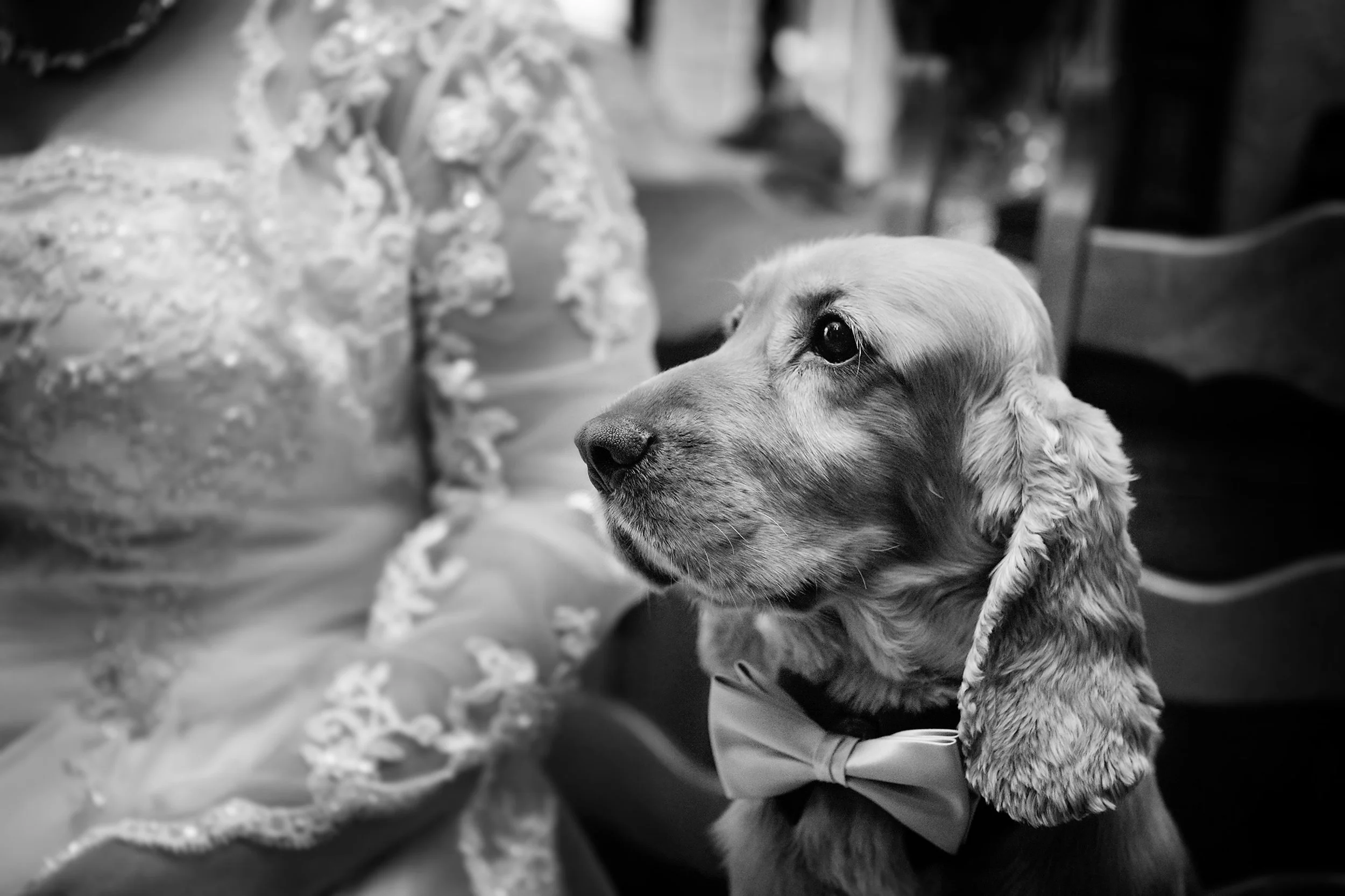 Nele en Kurt 0068_hond 5 web groot 2.jpg