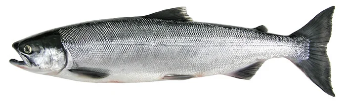 Sockeye salmon