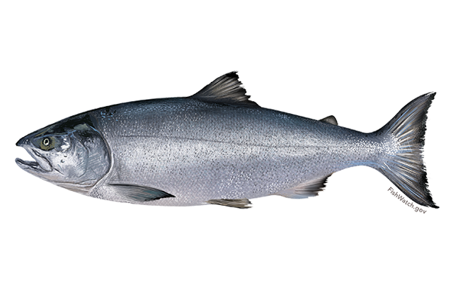 Chum salmon